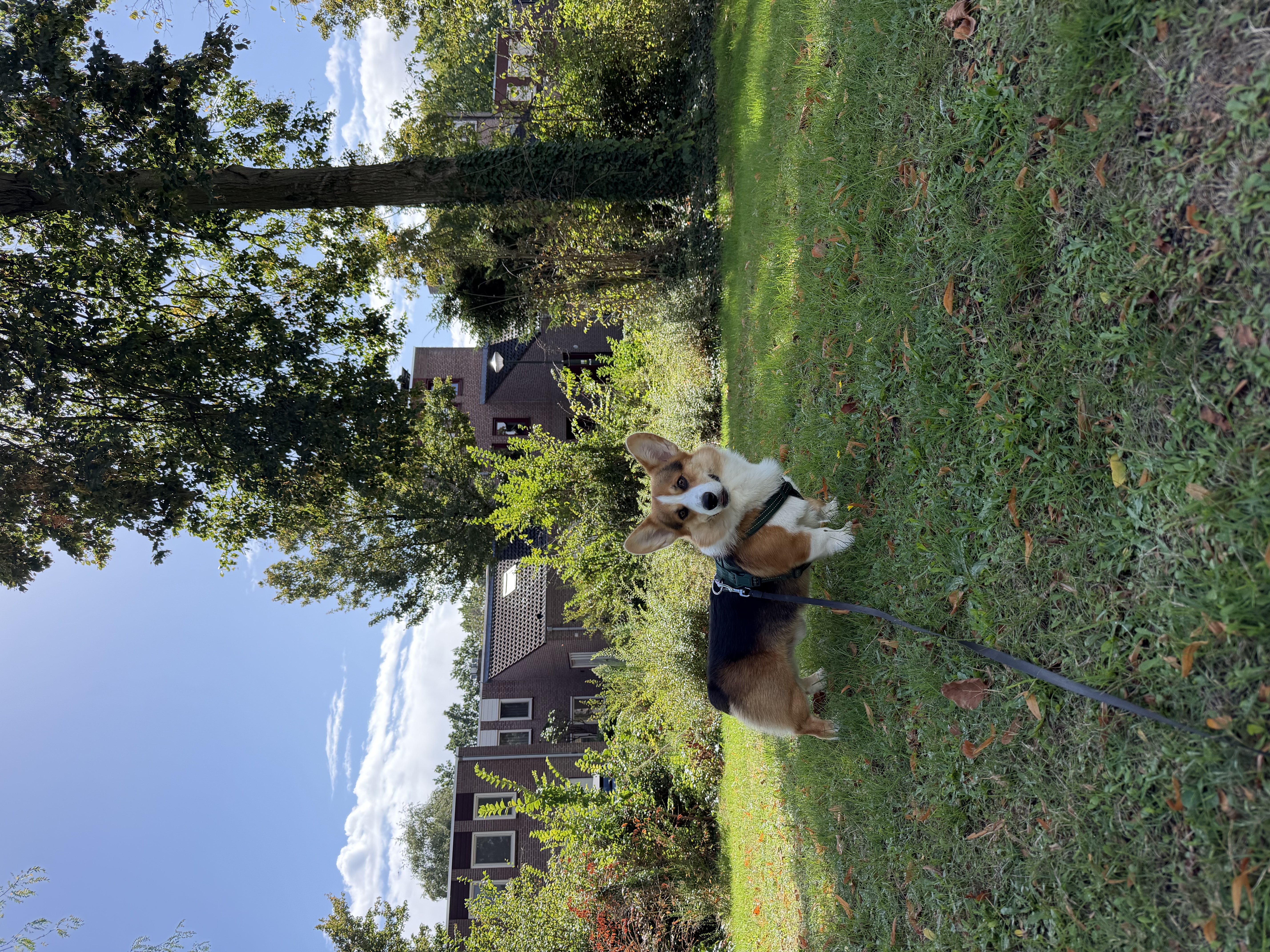 image-19