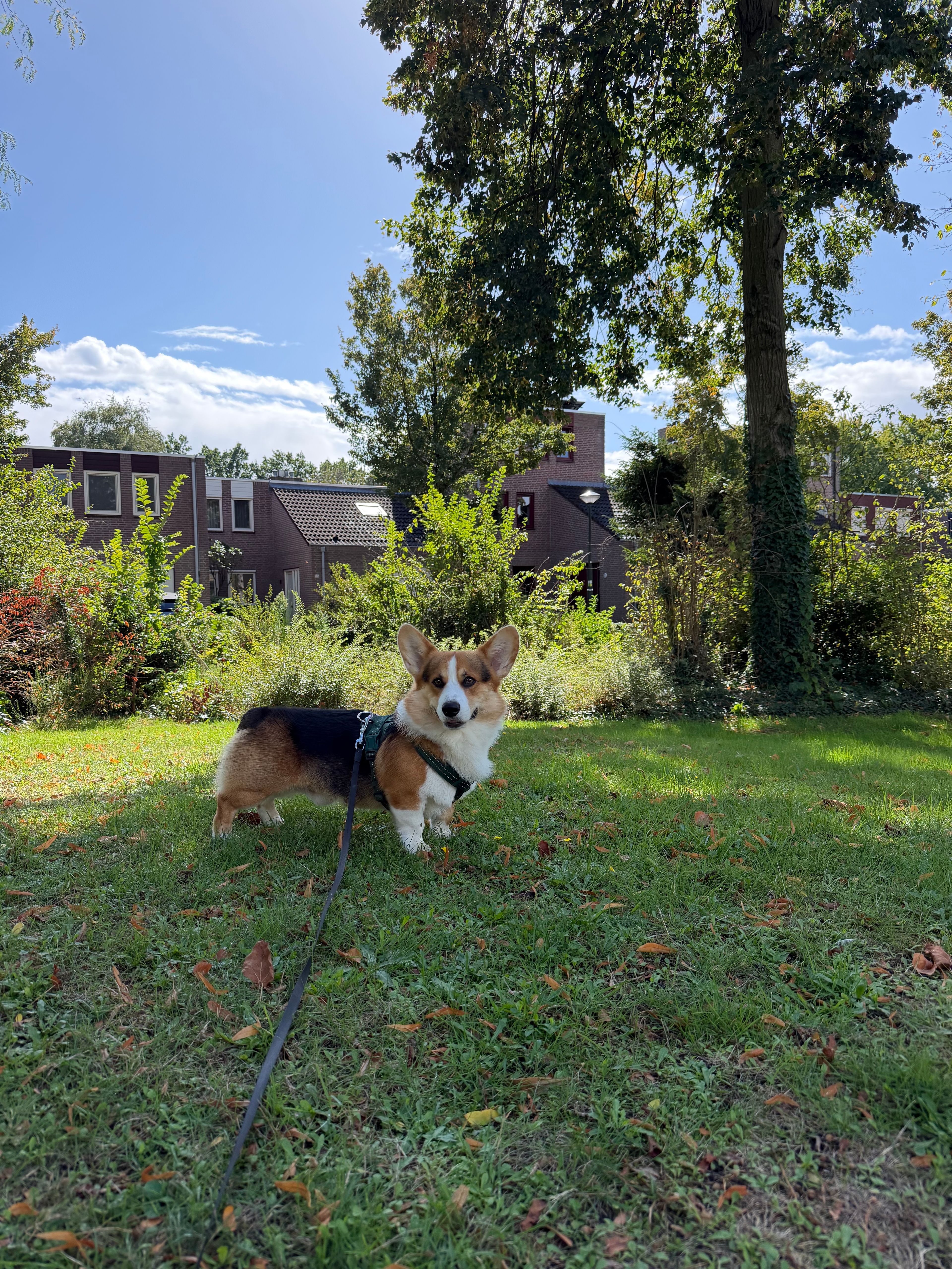image-19