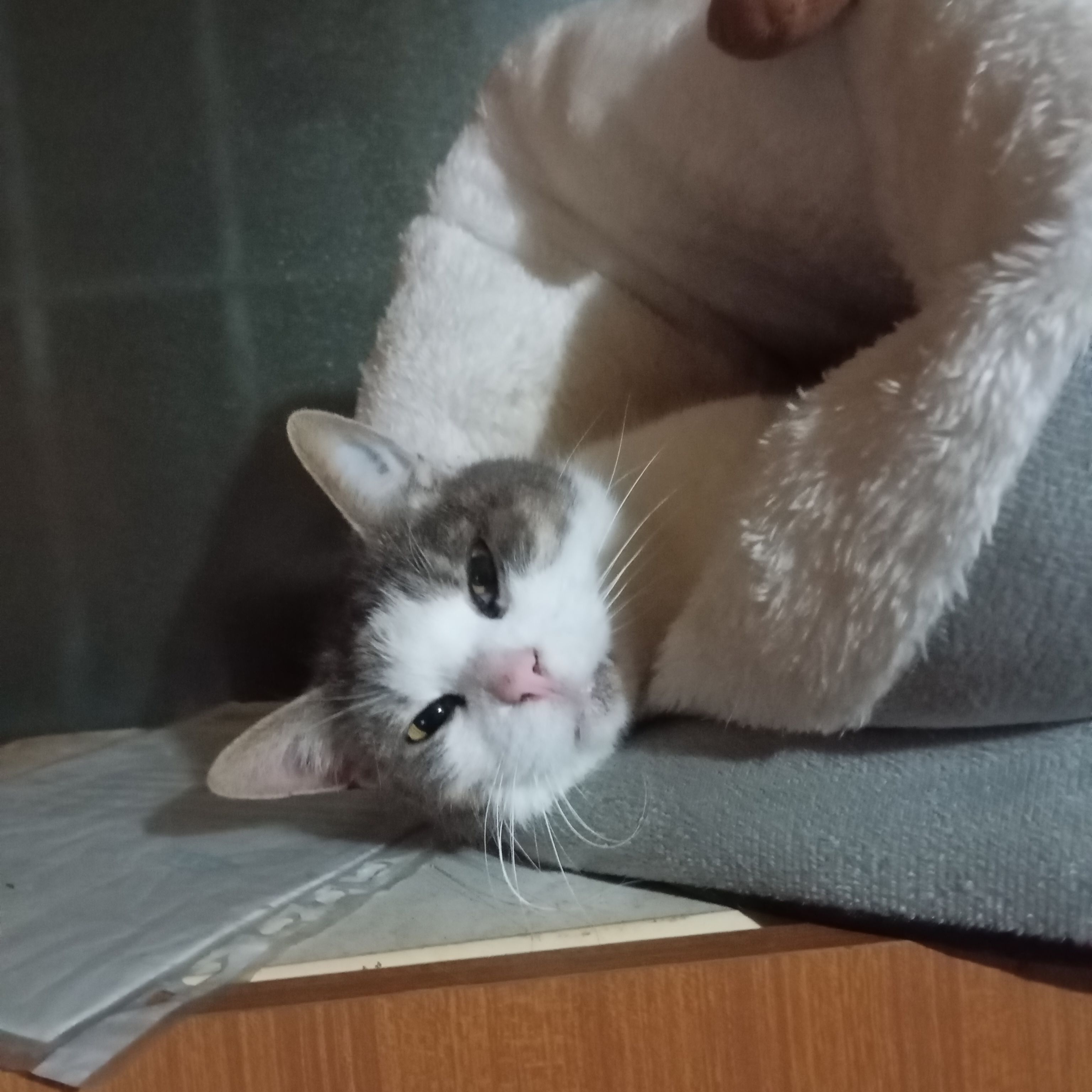 Mia