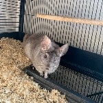 Chinchillas 
