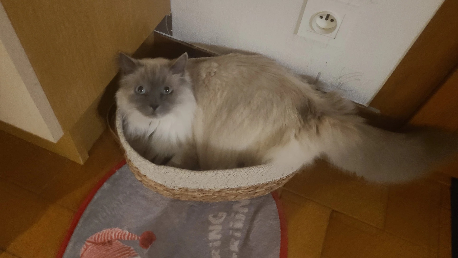 image-7