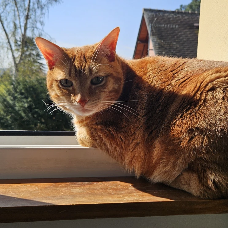 Gus