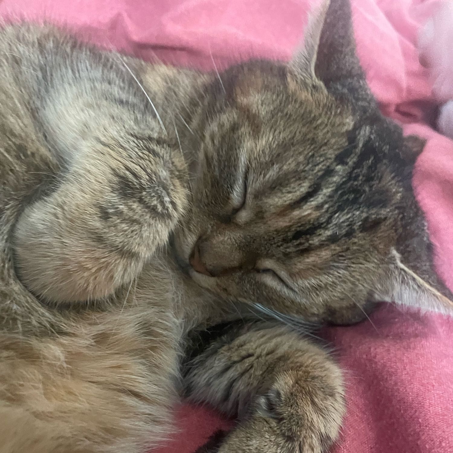 Mimi 
