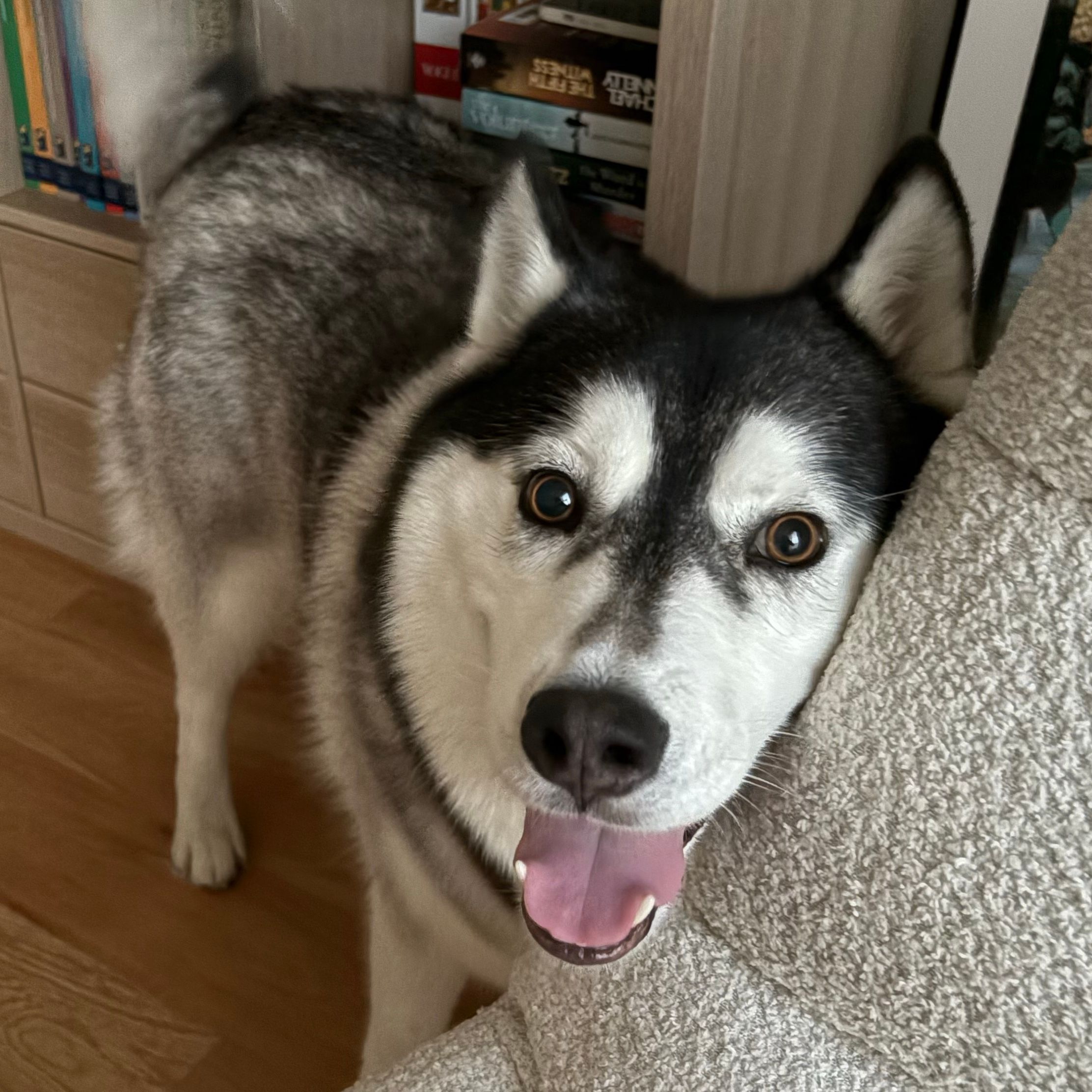 nova