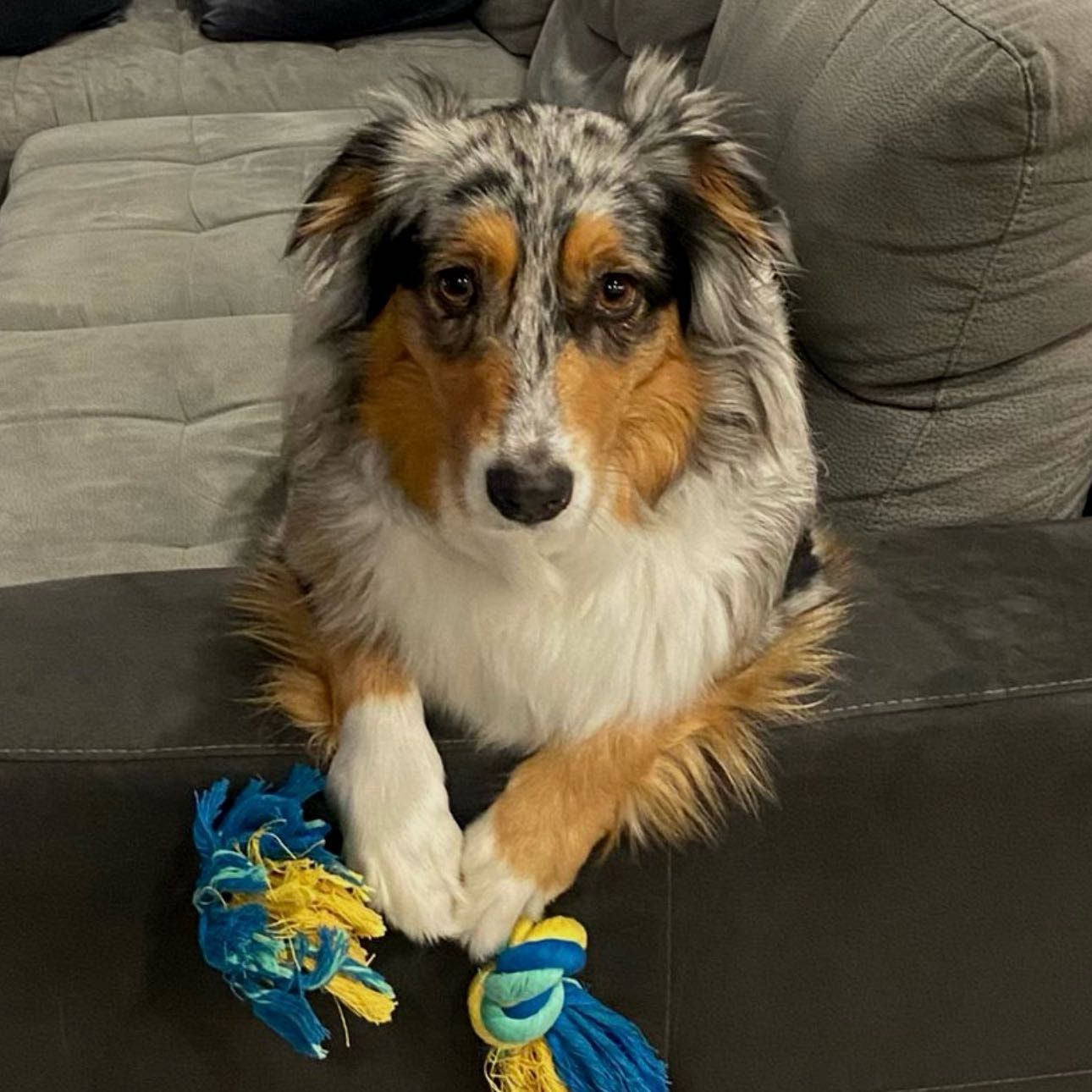 Maya