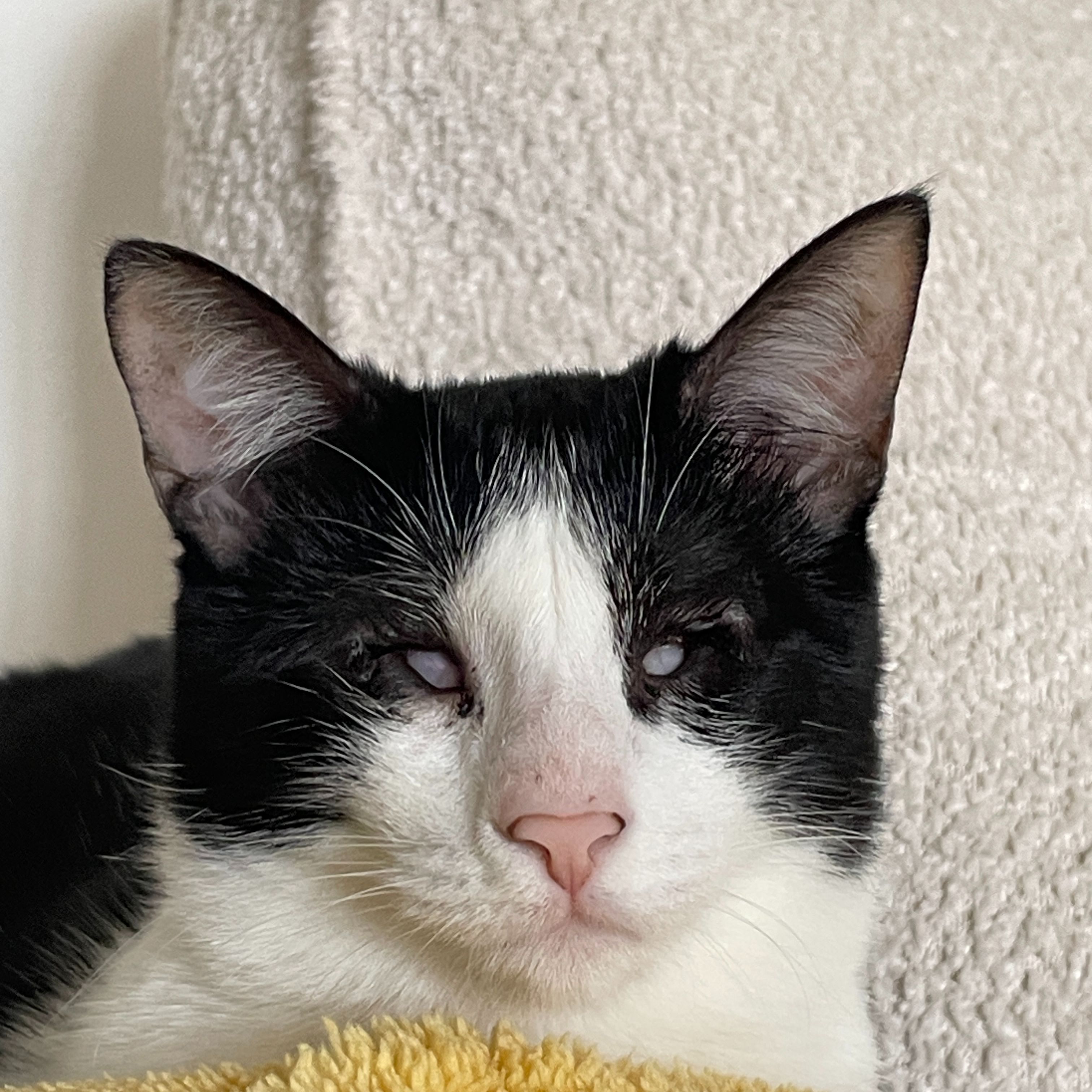Atom