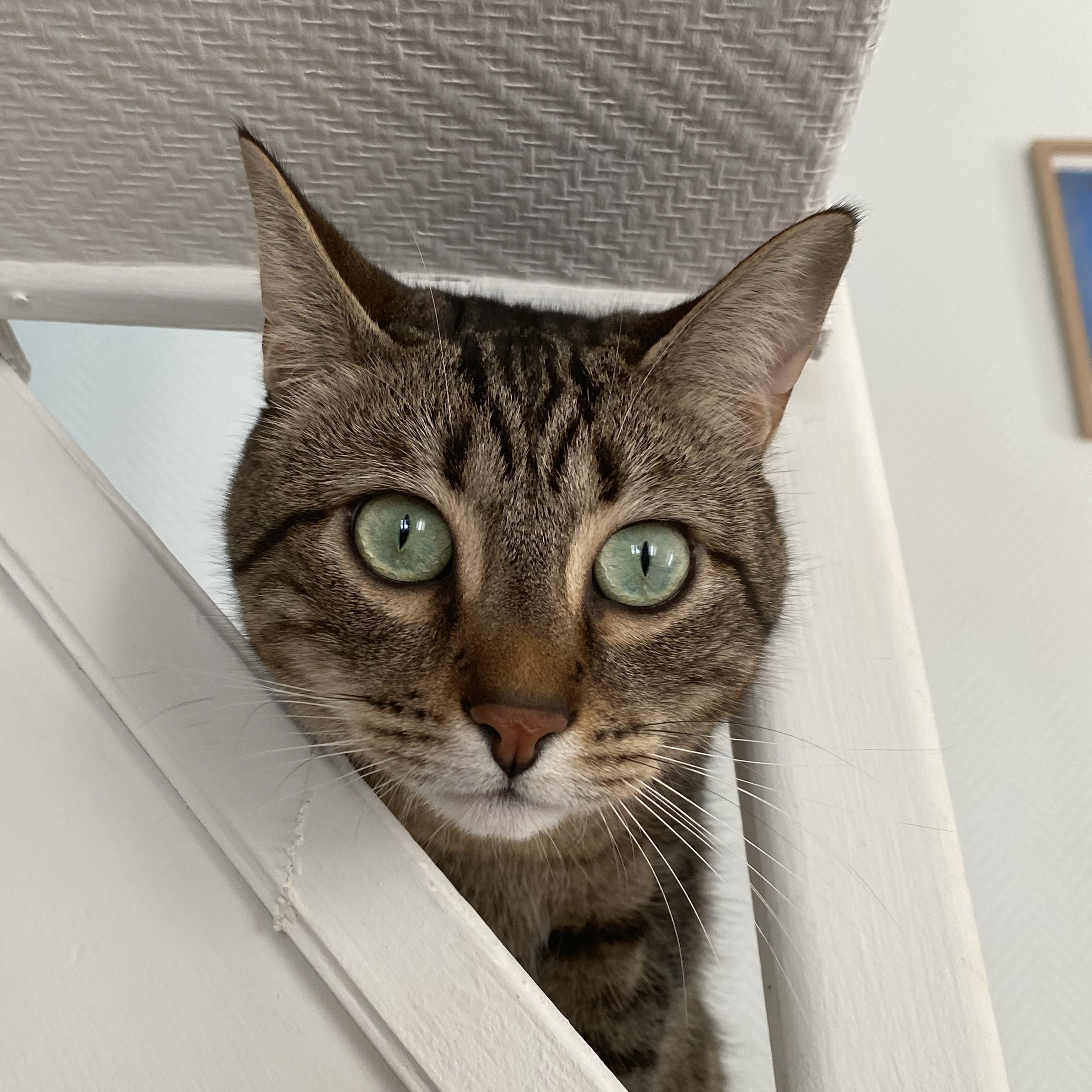 Monsieur Paupiette
