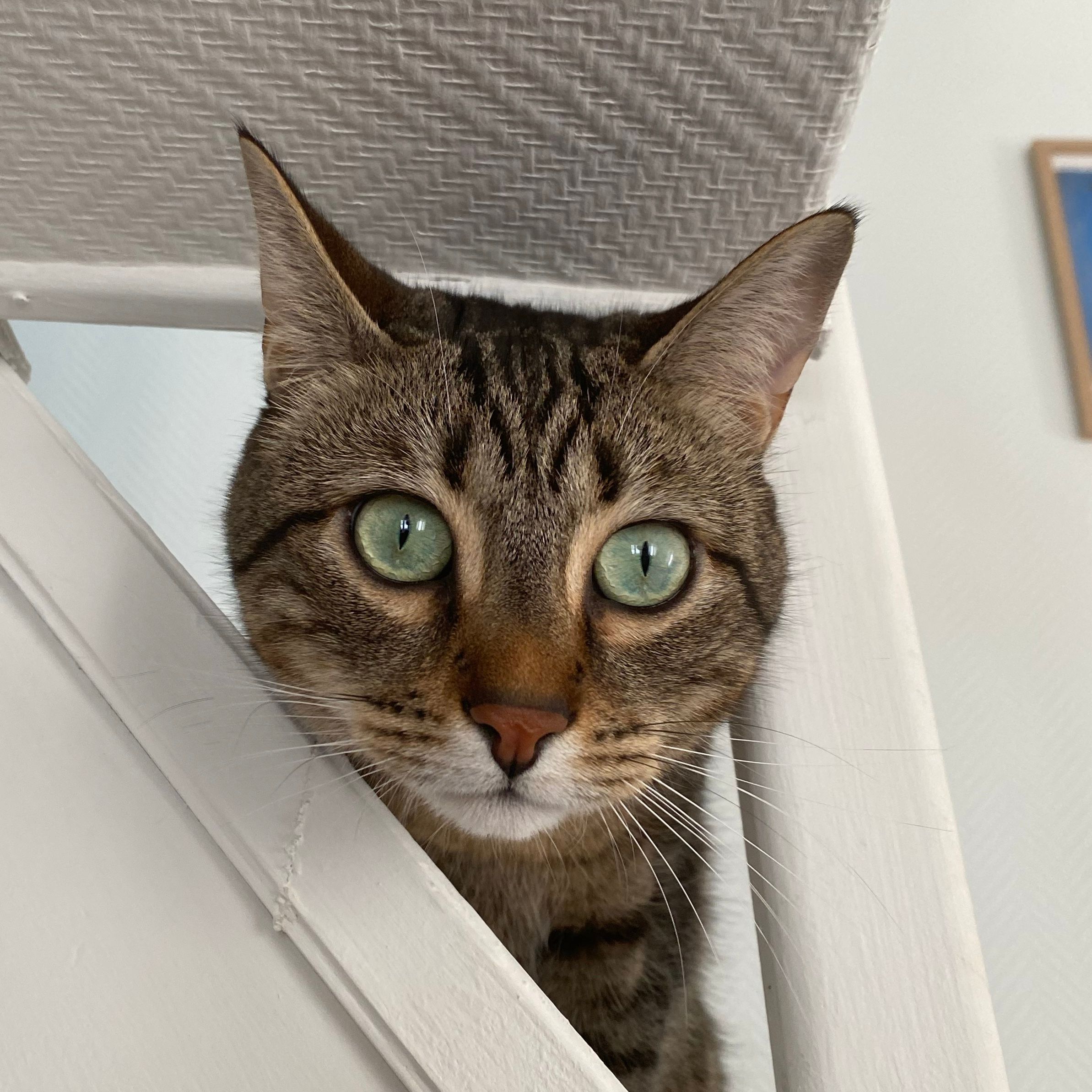 Monsieur Paupiette