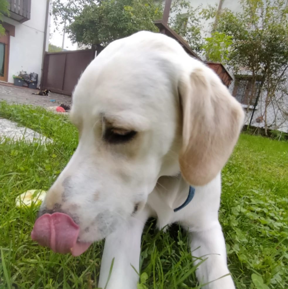 max