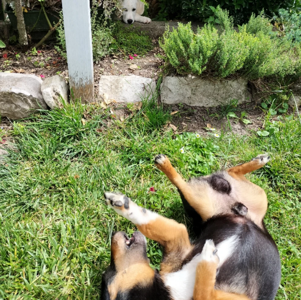 Artù 