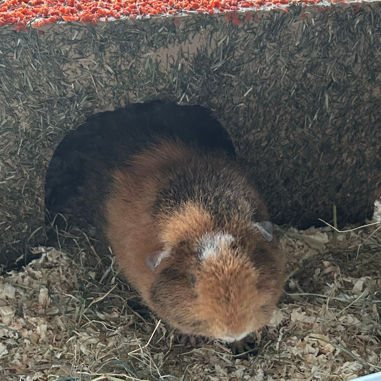 Gusgus