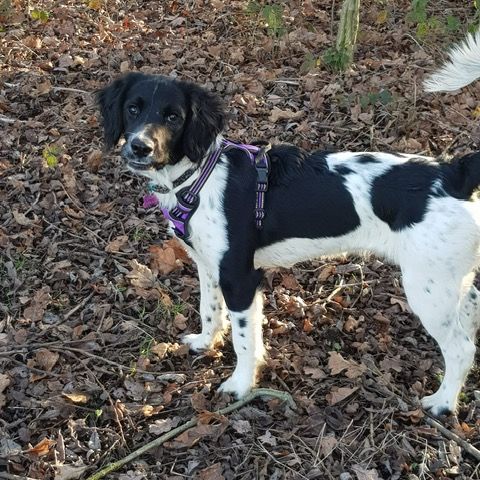 myla