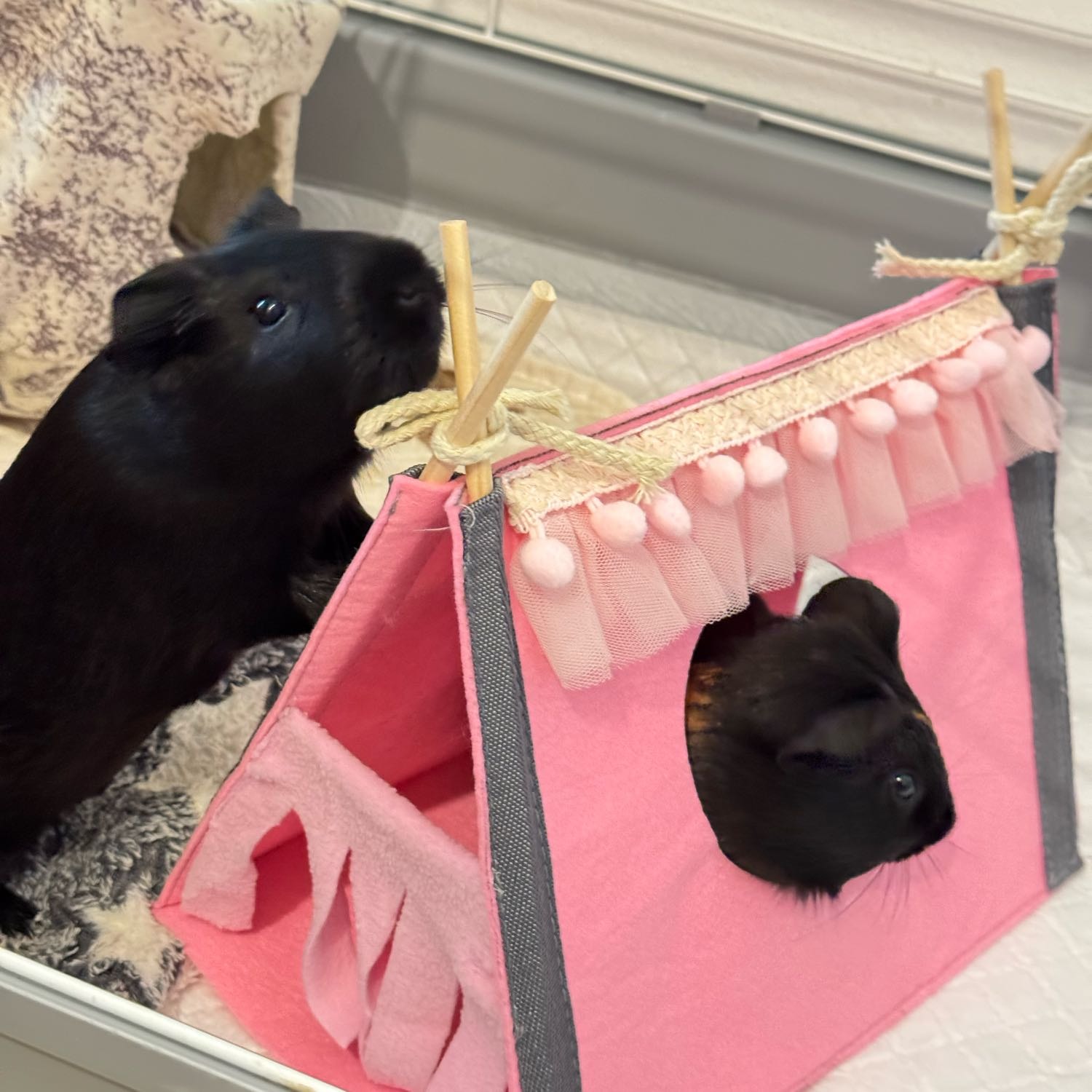 Sheddy and Blecky