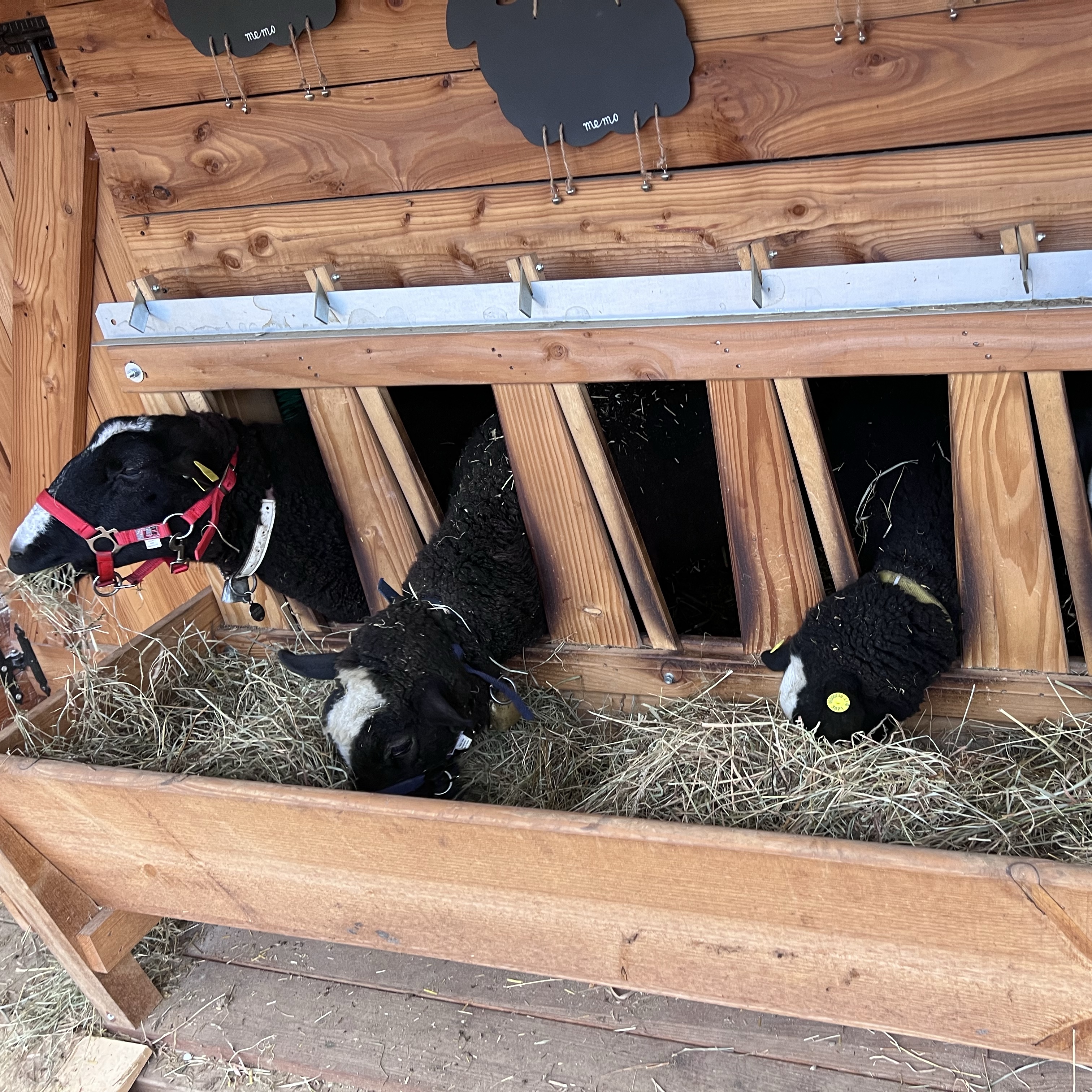 Fiocco, wendy, Belle, Nala, Hope 