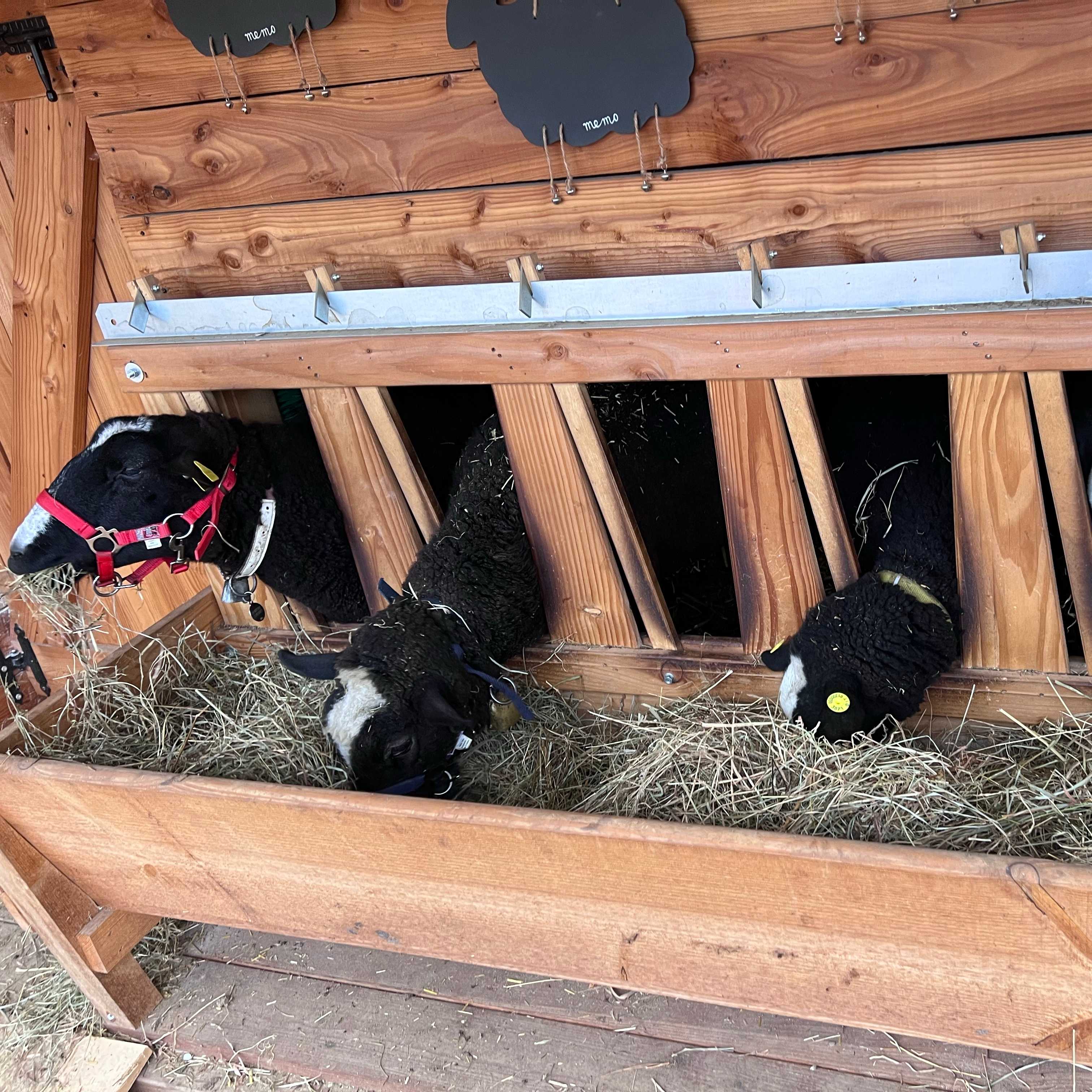 Fiocco, wendy, Belle, Nala, Hope