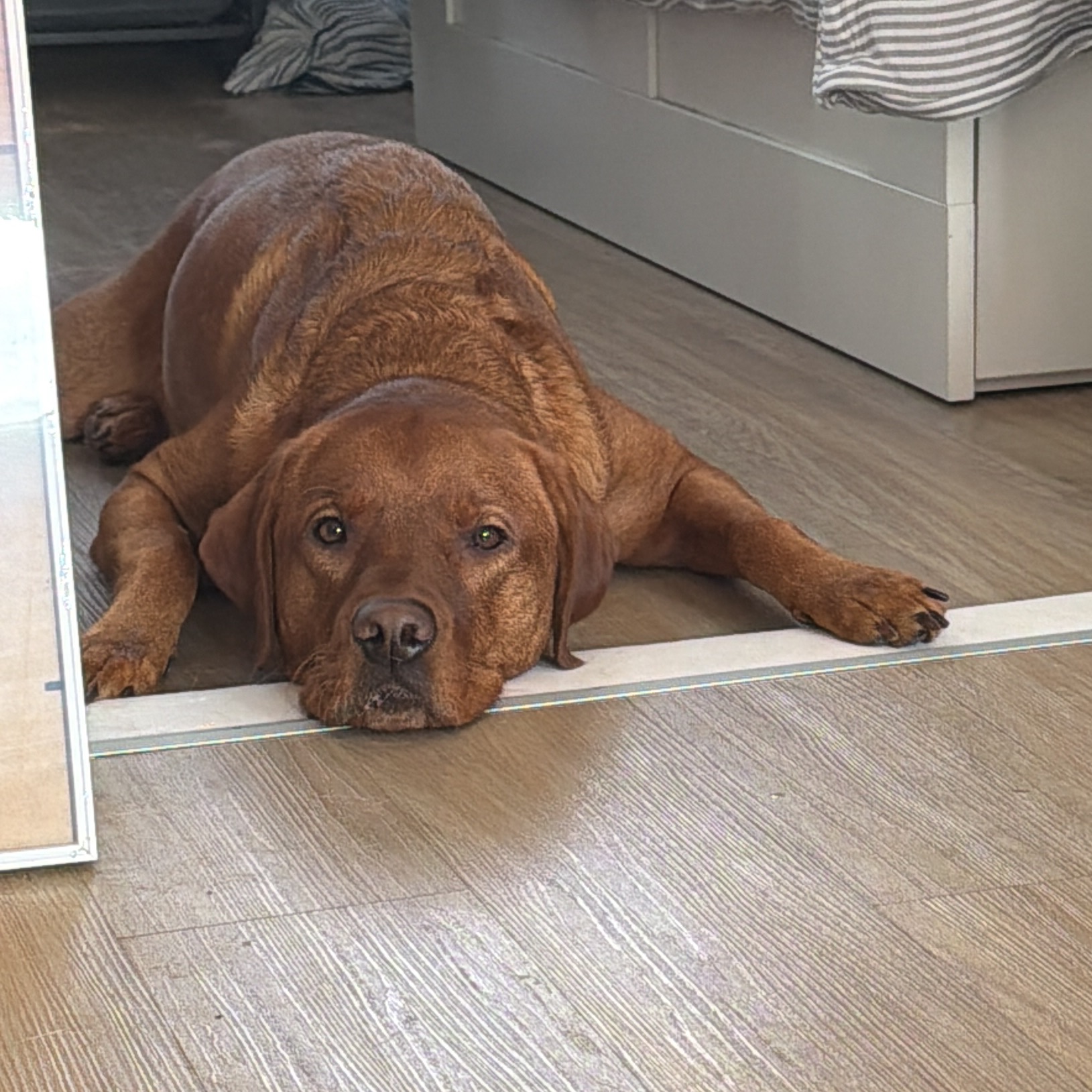 Balou