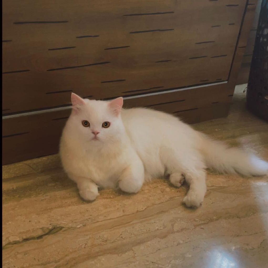 Simbha