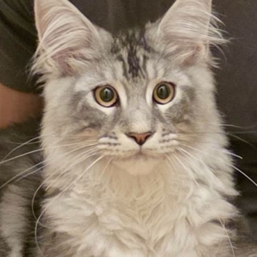 Cumulus