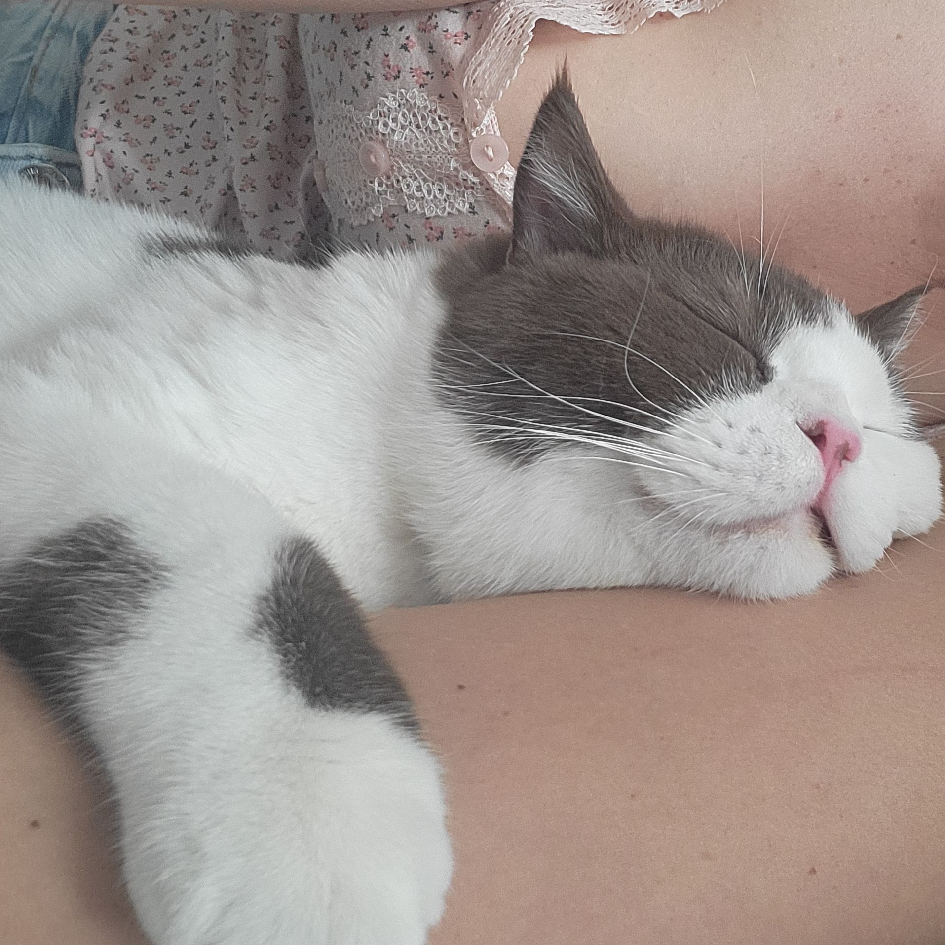 Tato