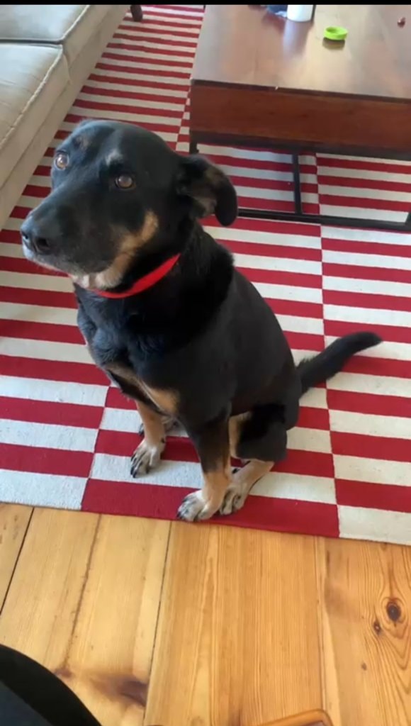 Shep