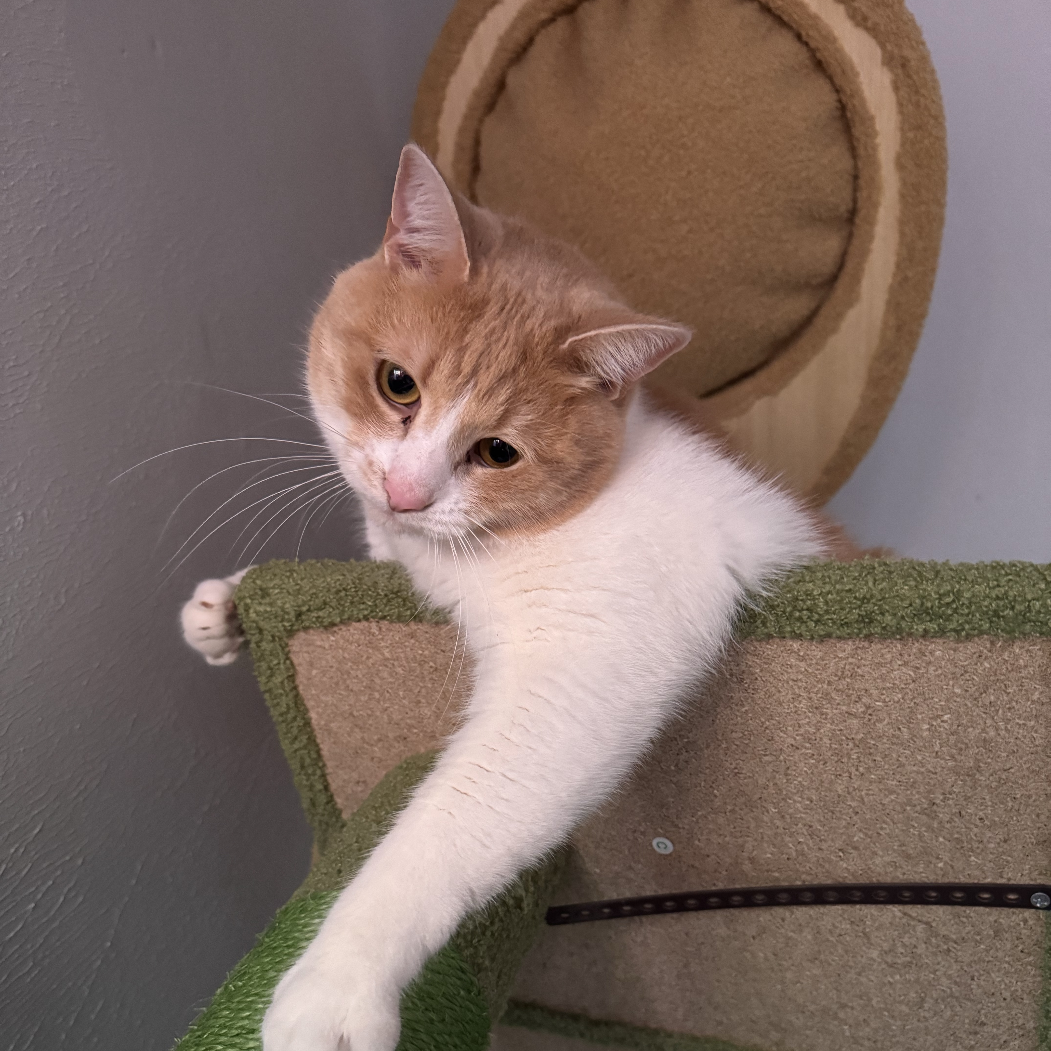 Milo