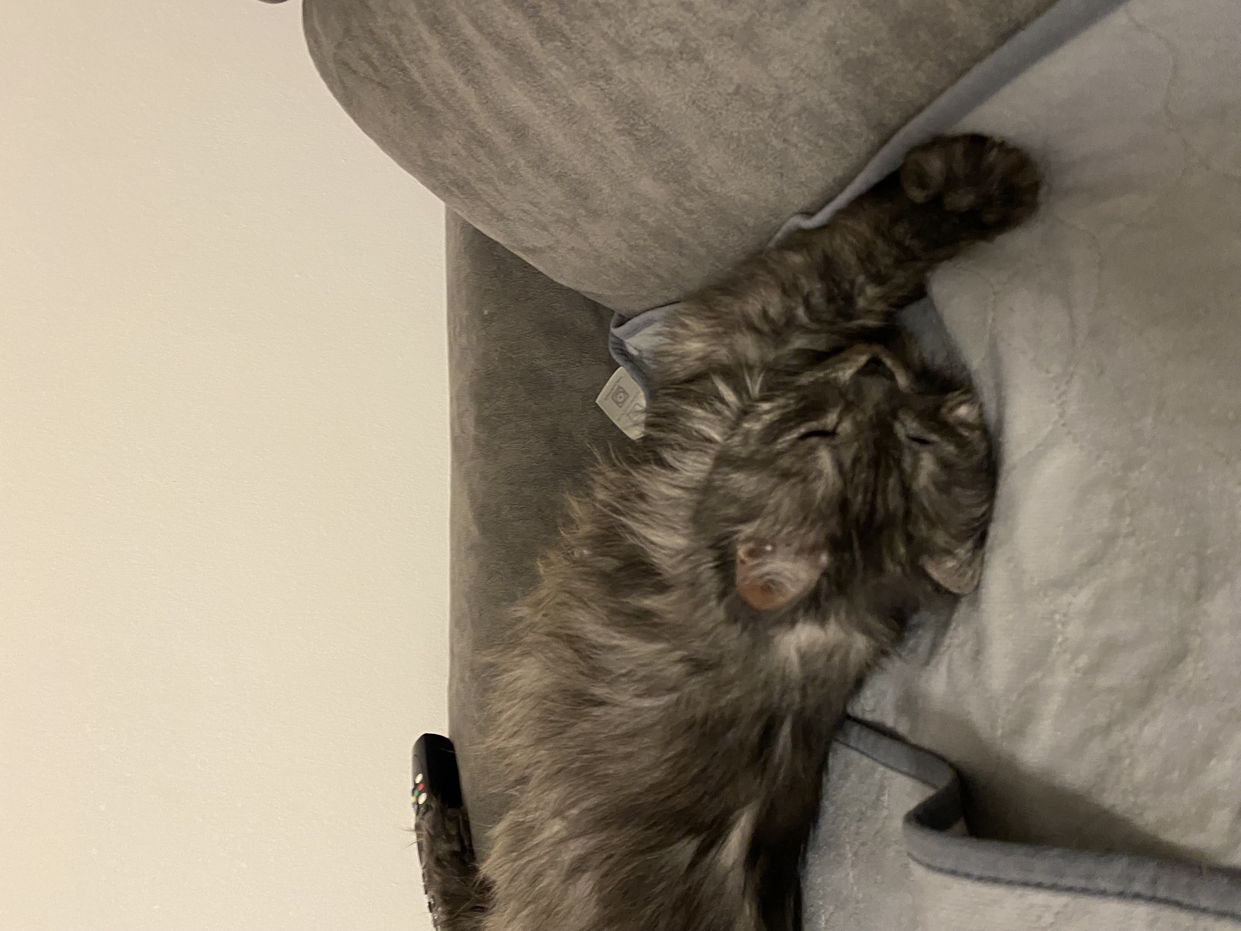 image-7
