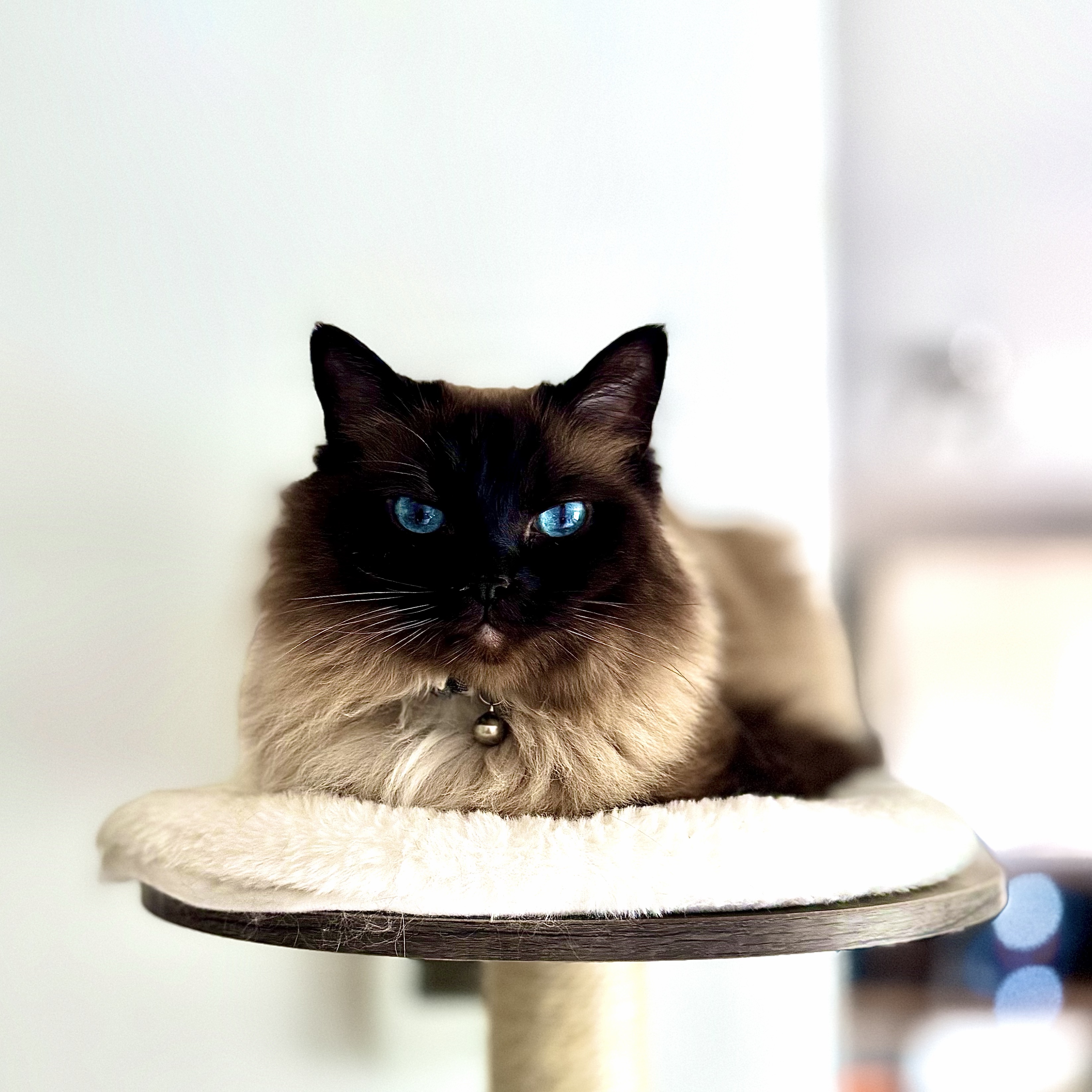 Luna 