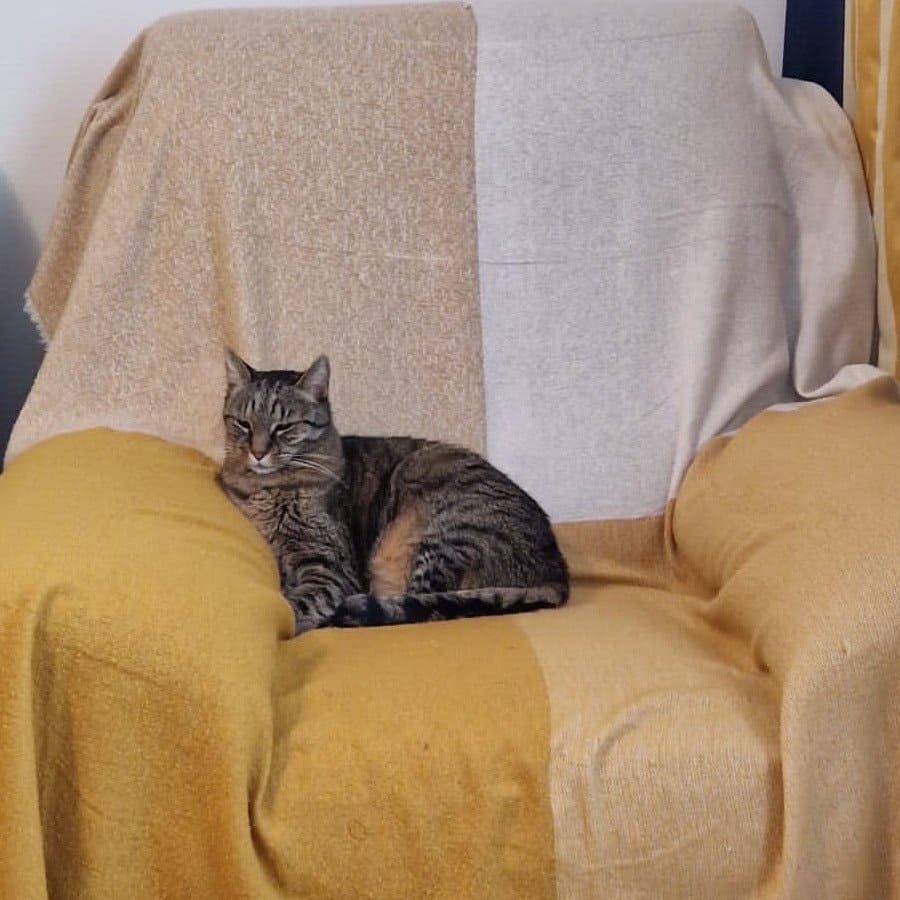Tigra