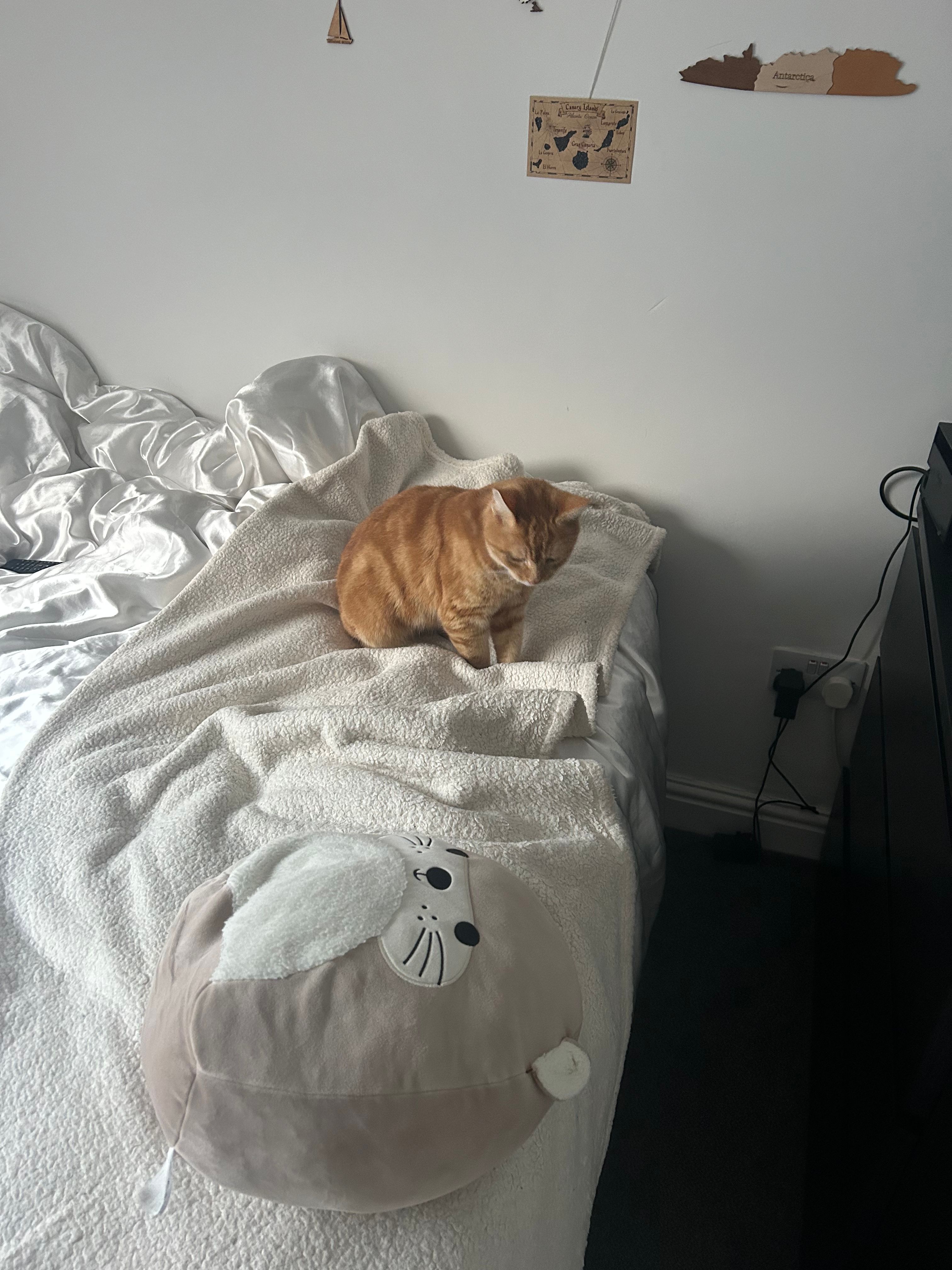 image-6