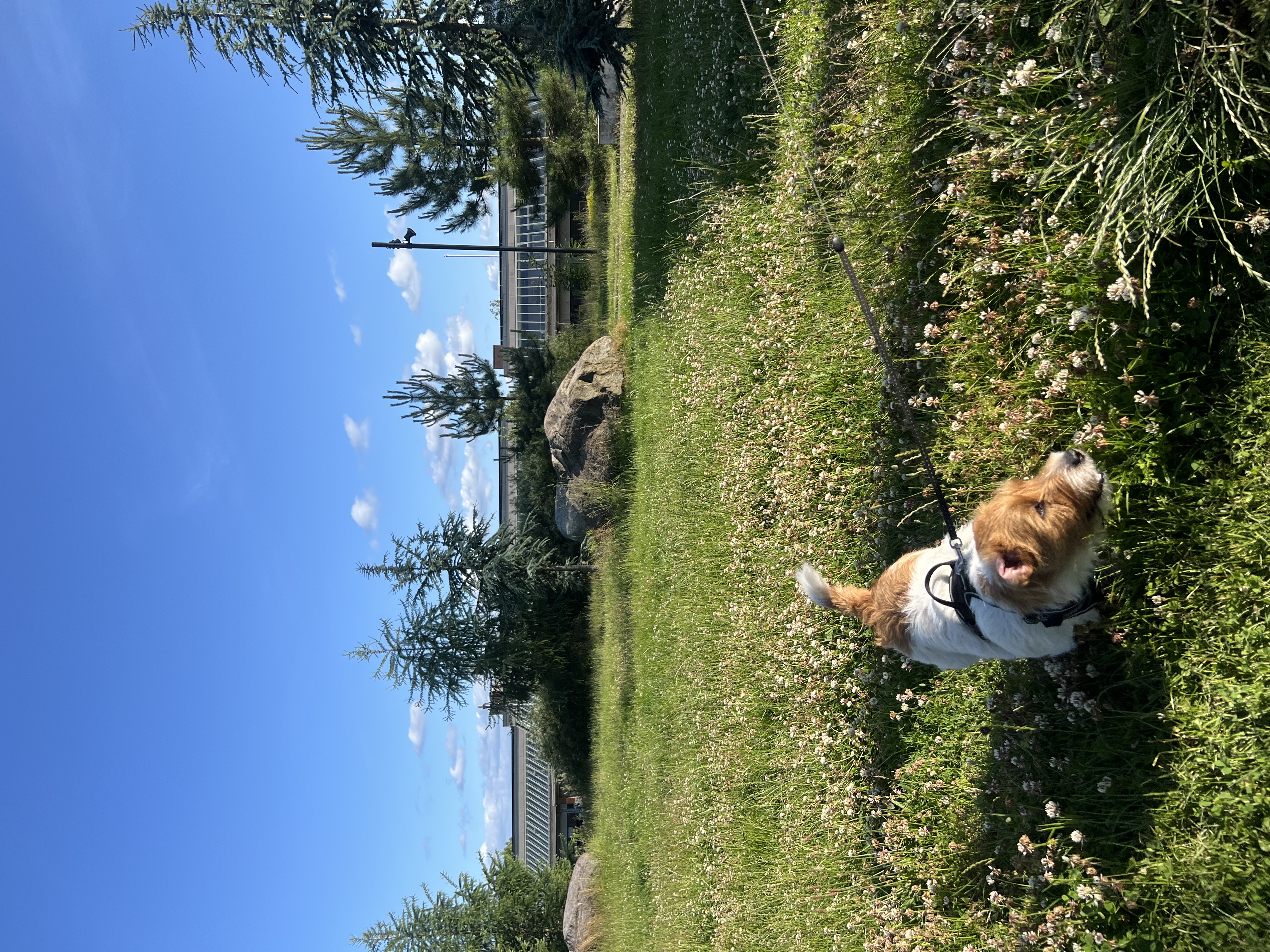 image-6