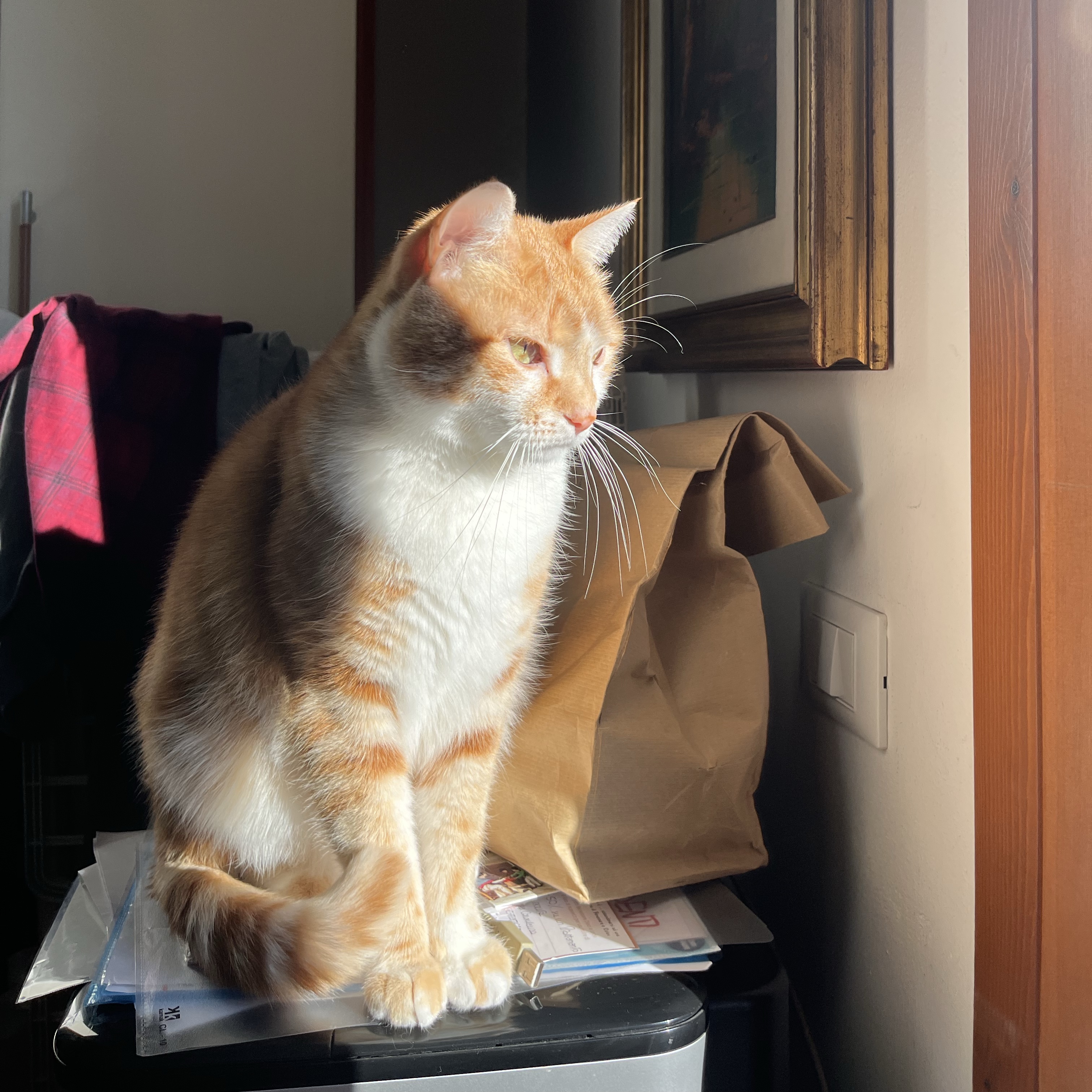 Ginger