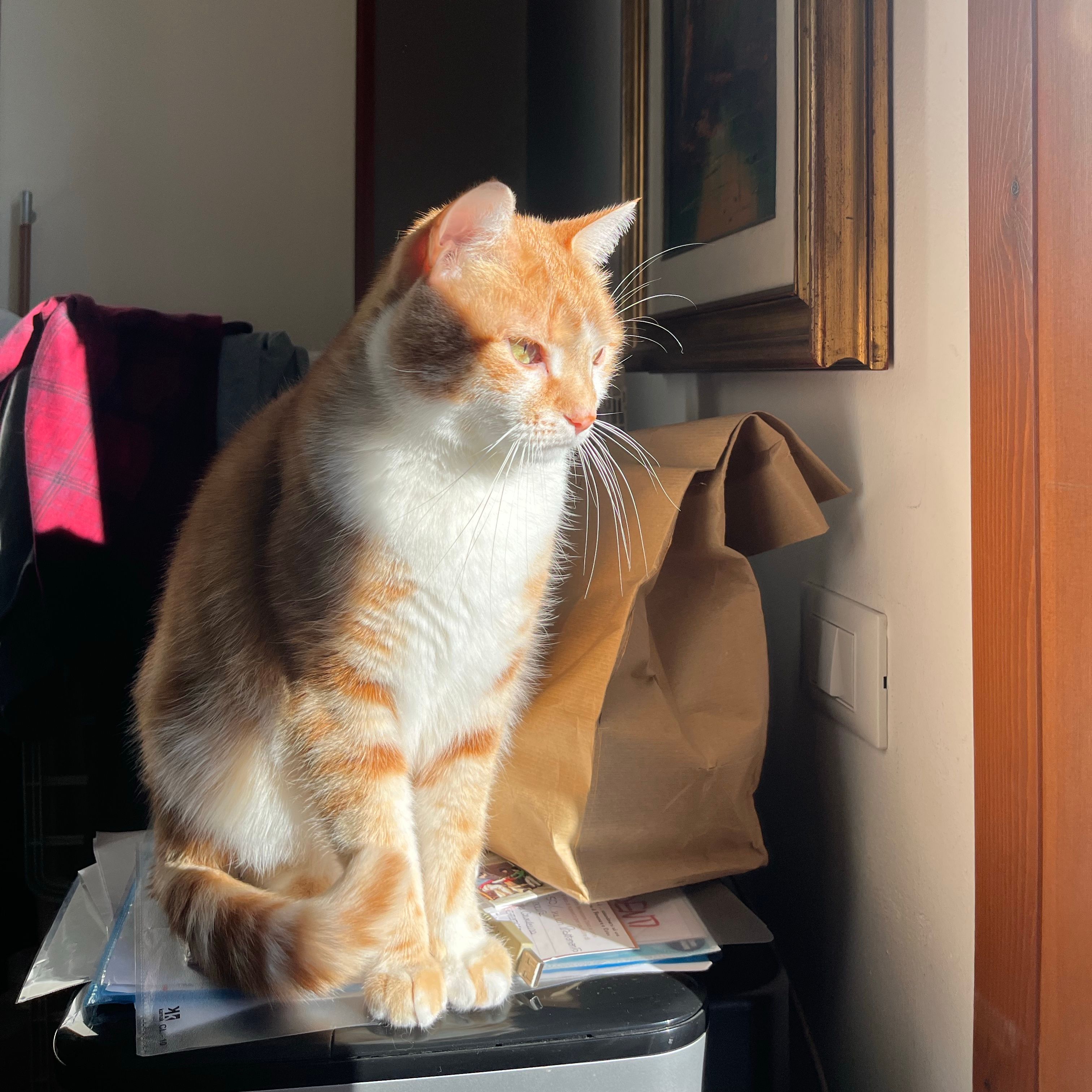 Ginger