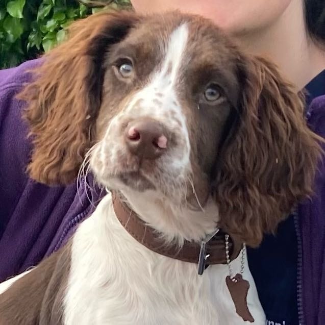 Bailey