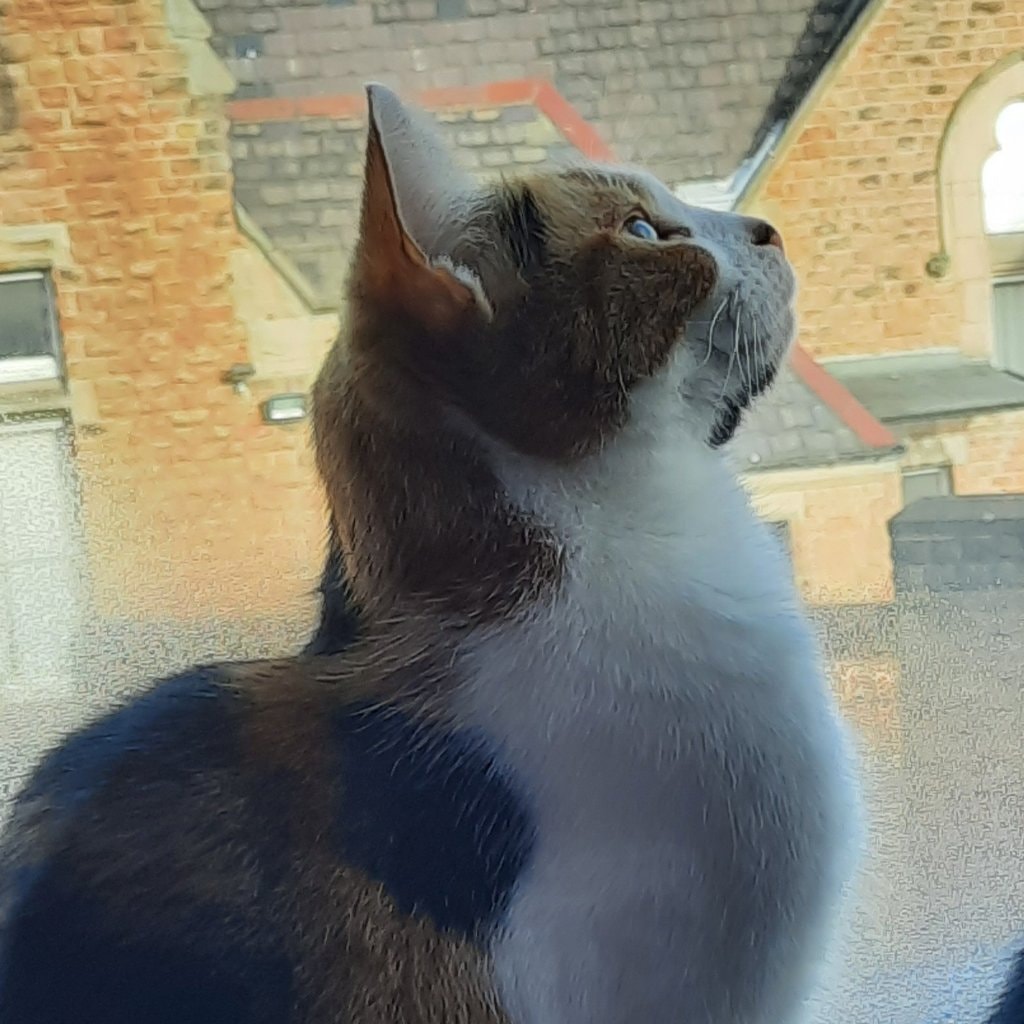 Laila