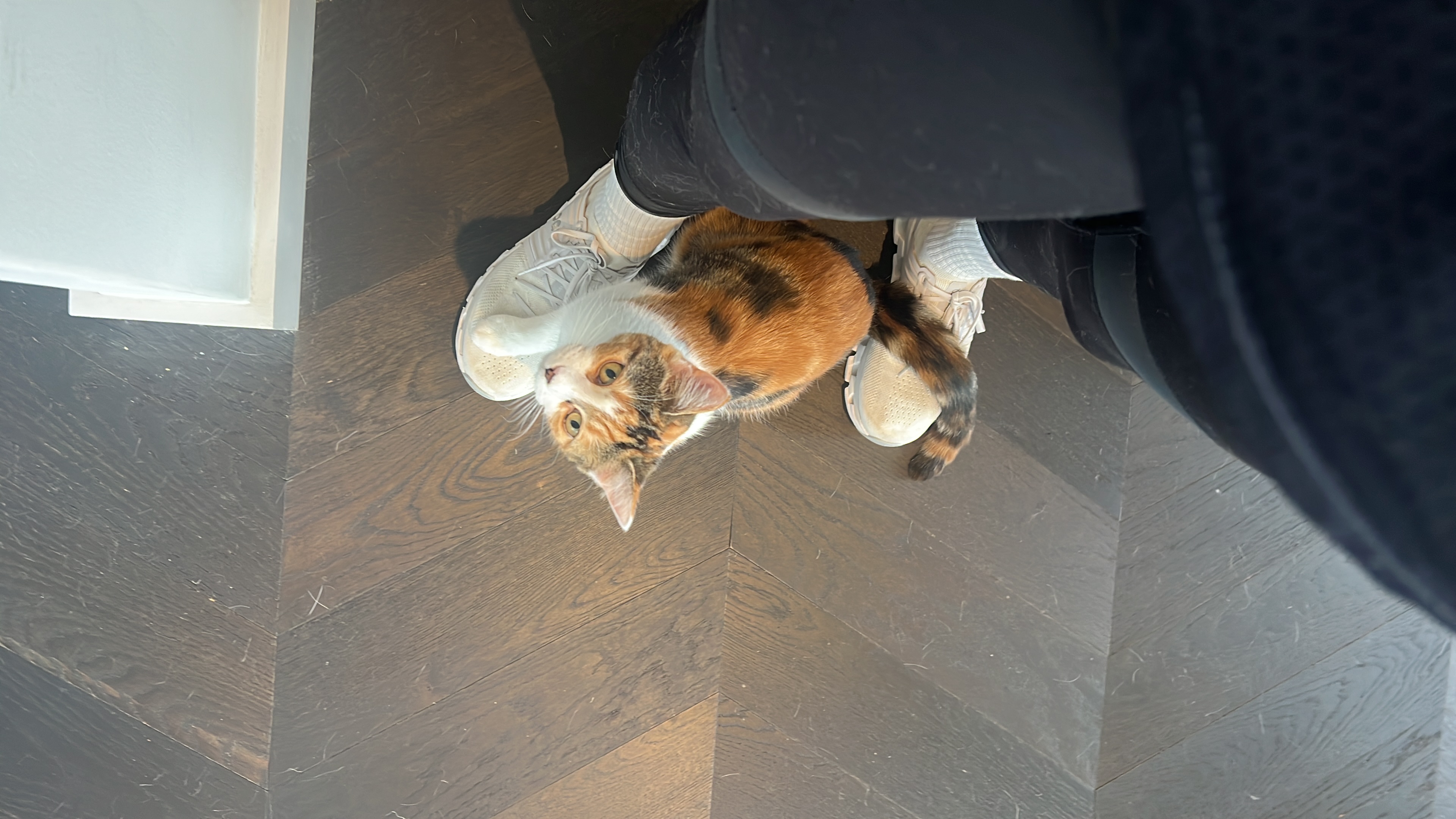 image-7