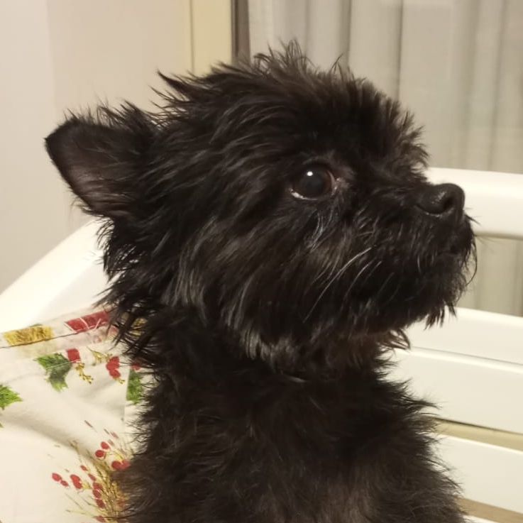 Lulù