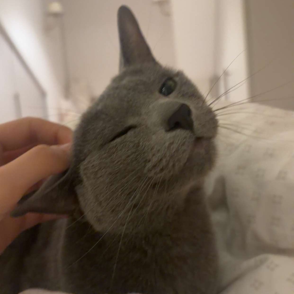 Beany 