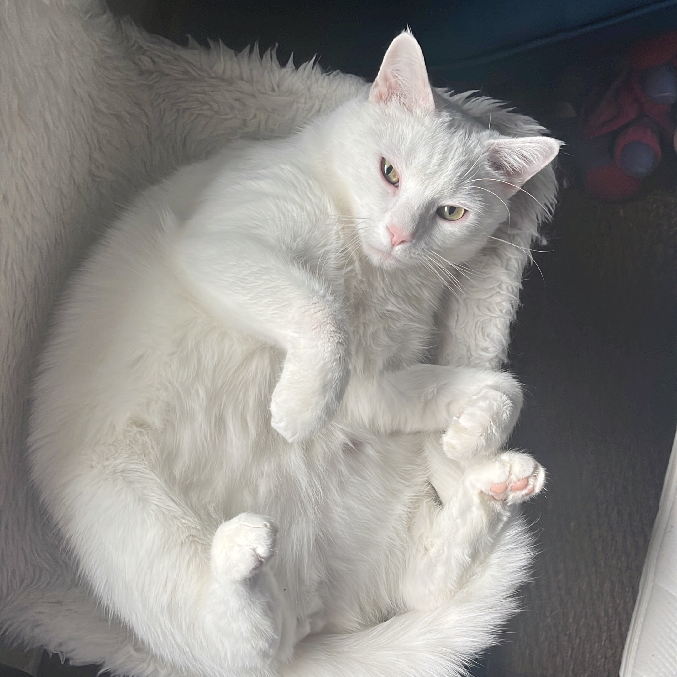Loki