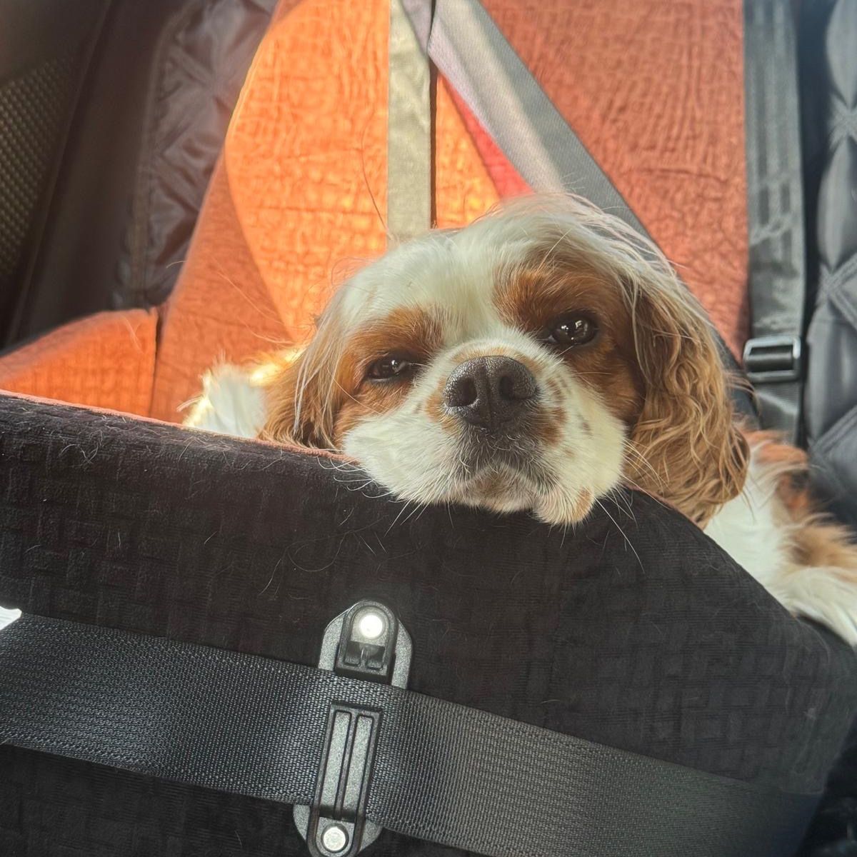 Luca
