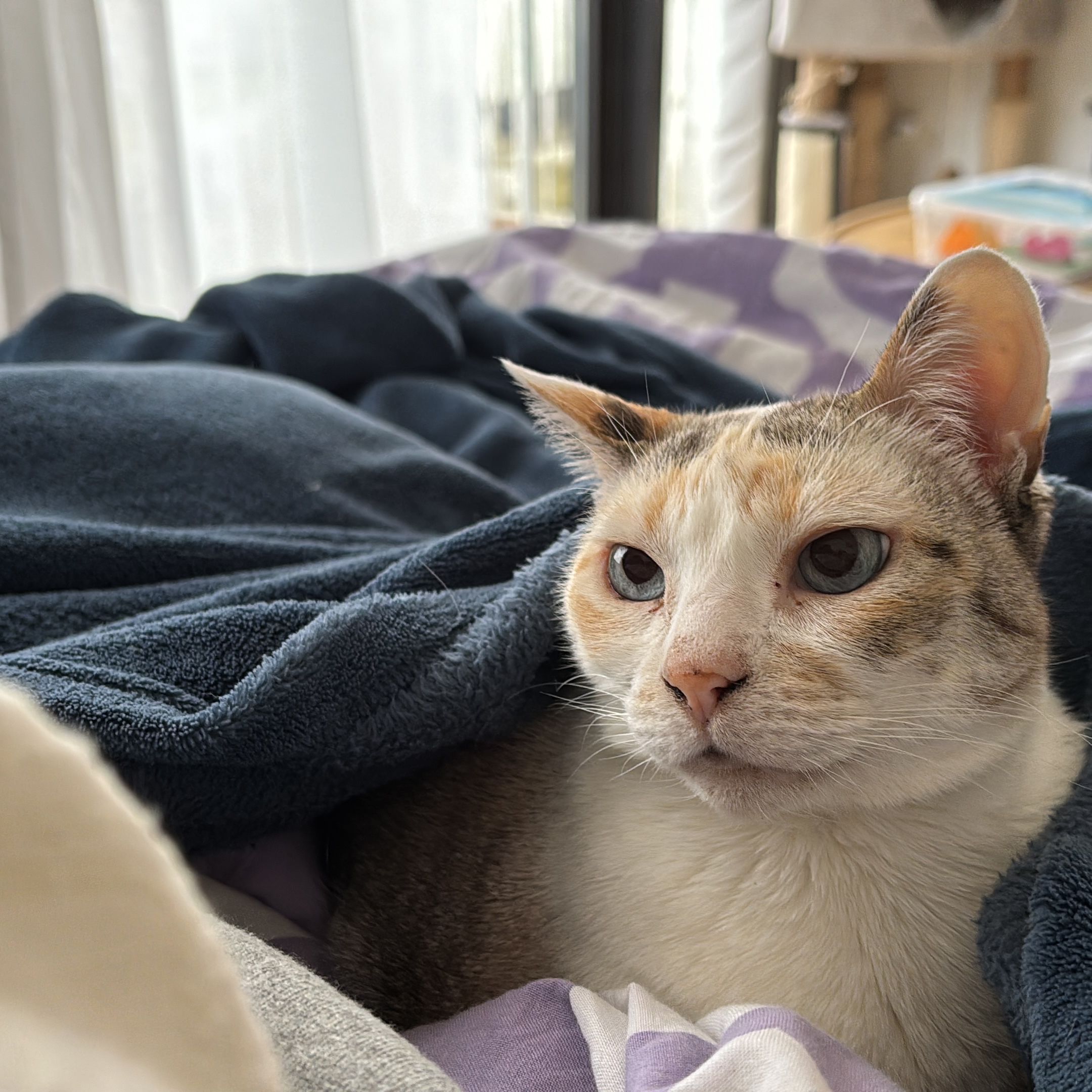 Elsa