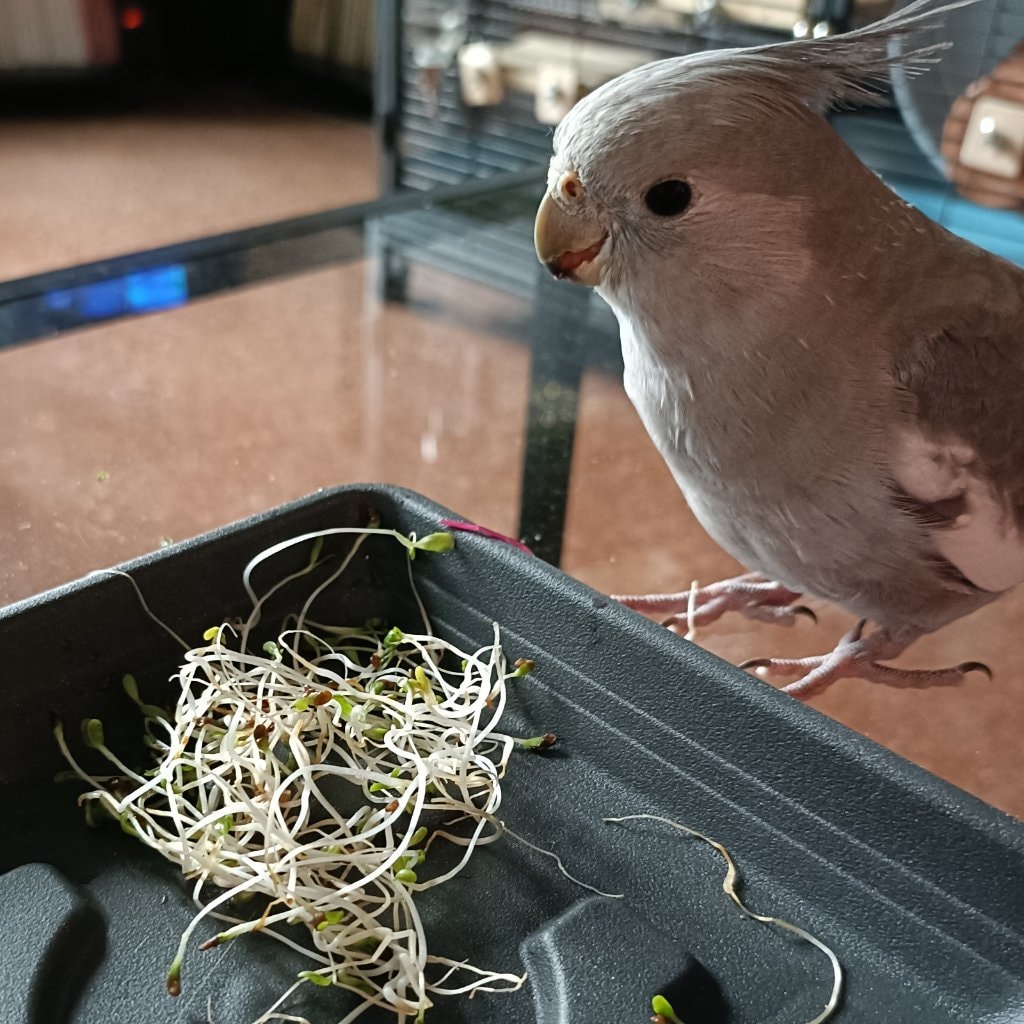 Sebi