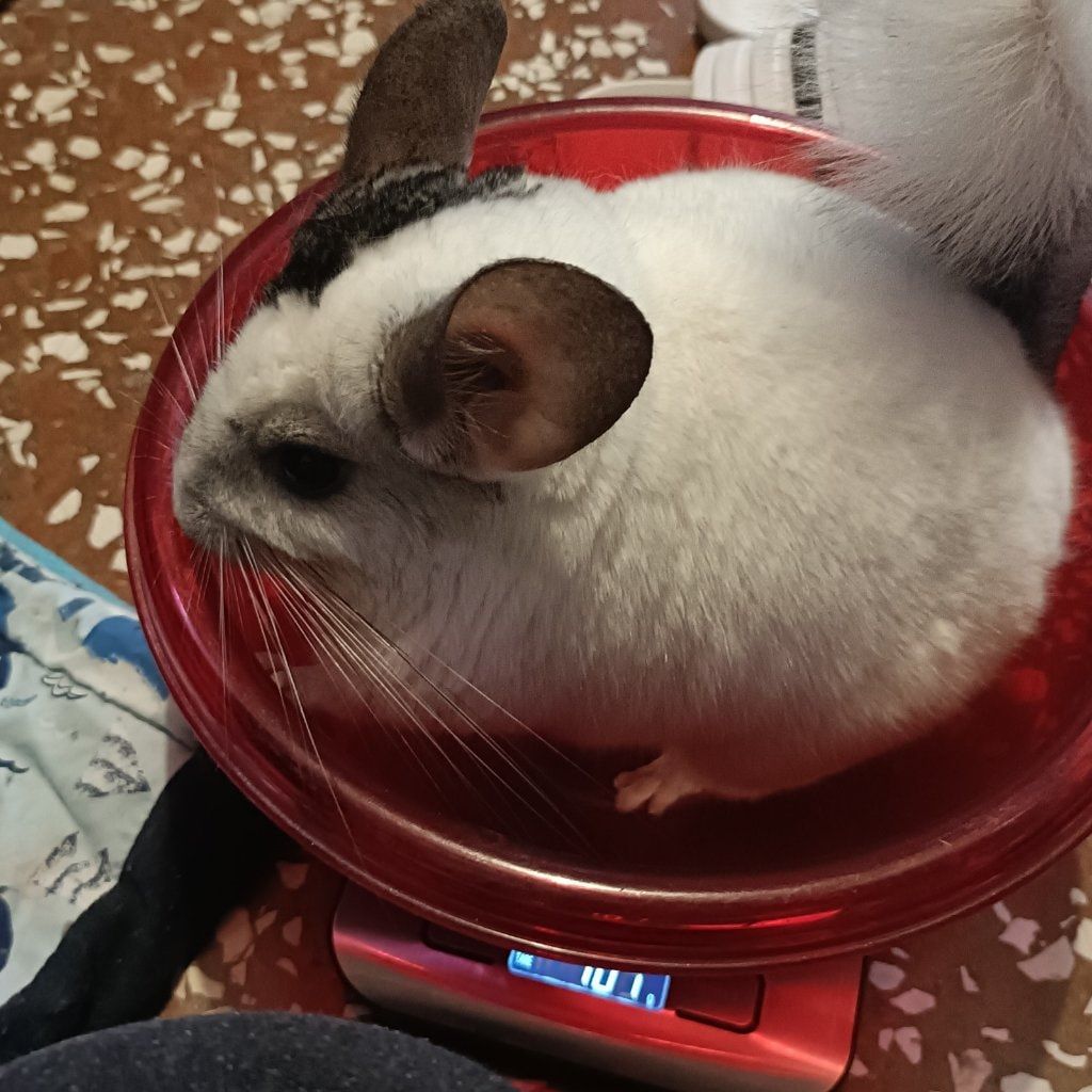 Lilo