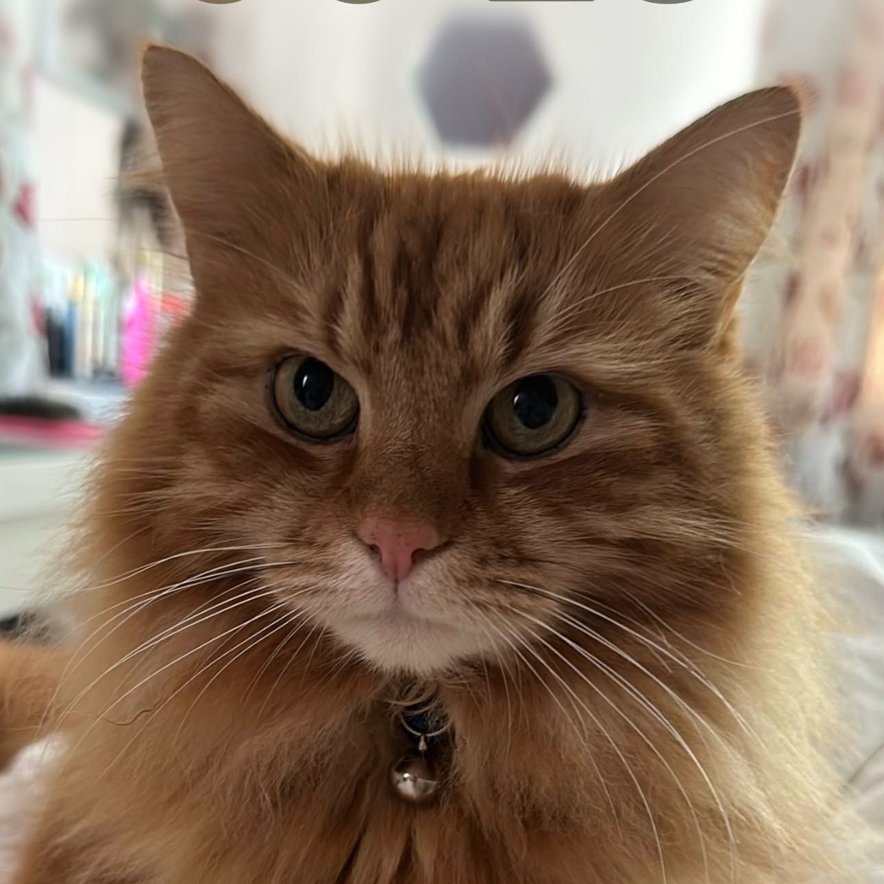 Doris
