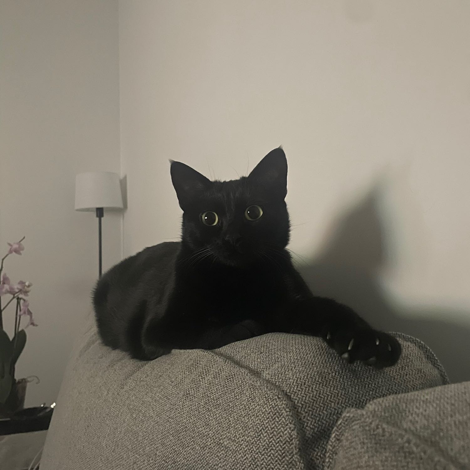 Luna