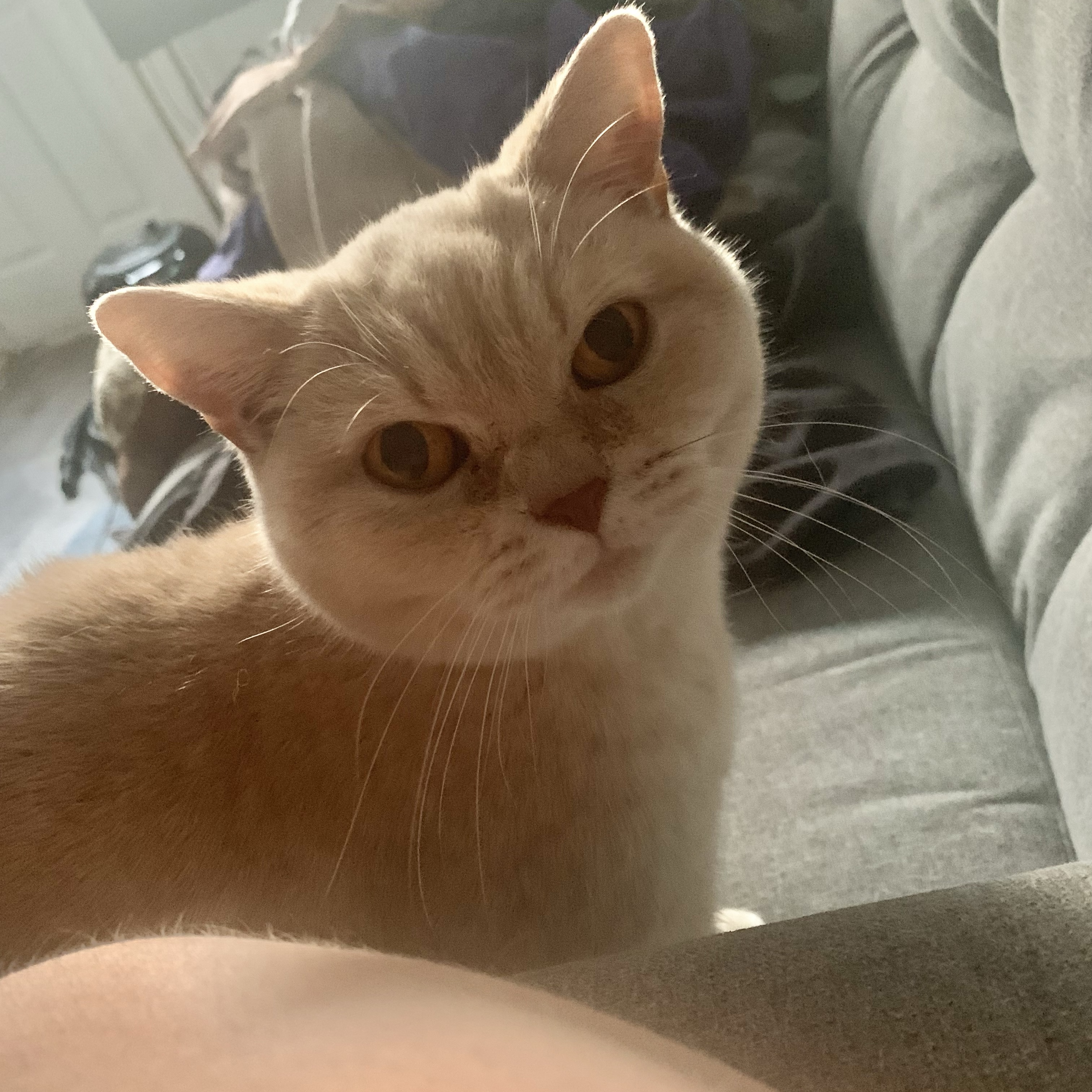 Peaches
