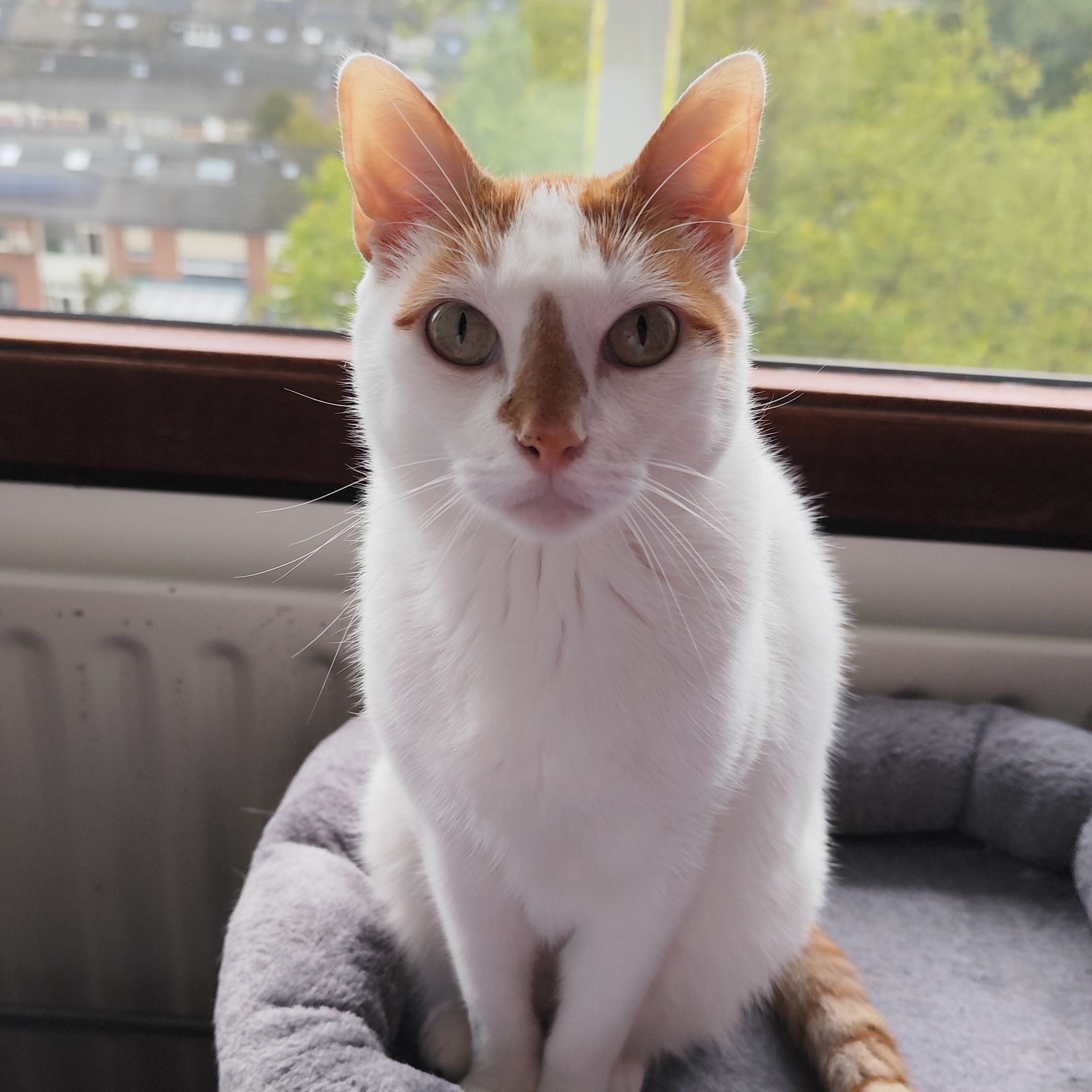 Tommie
