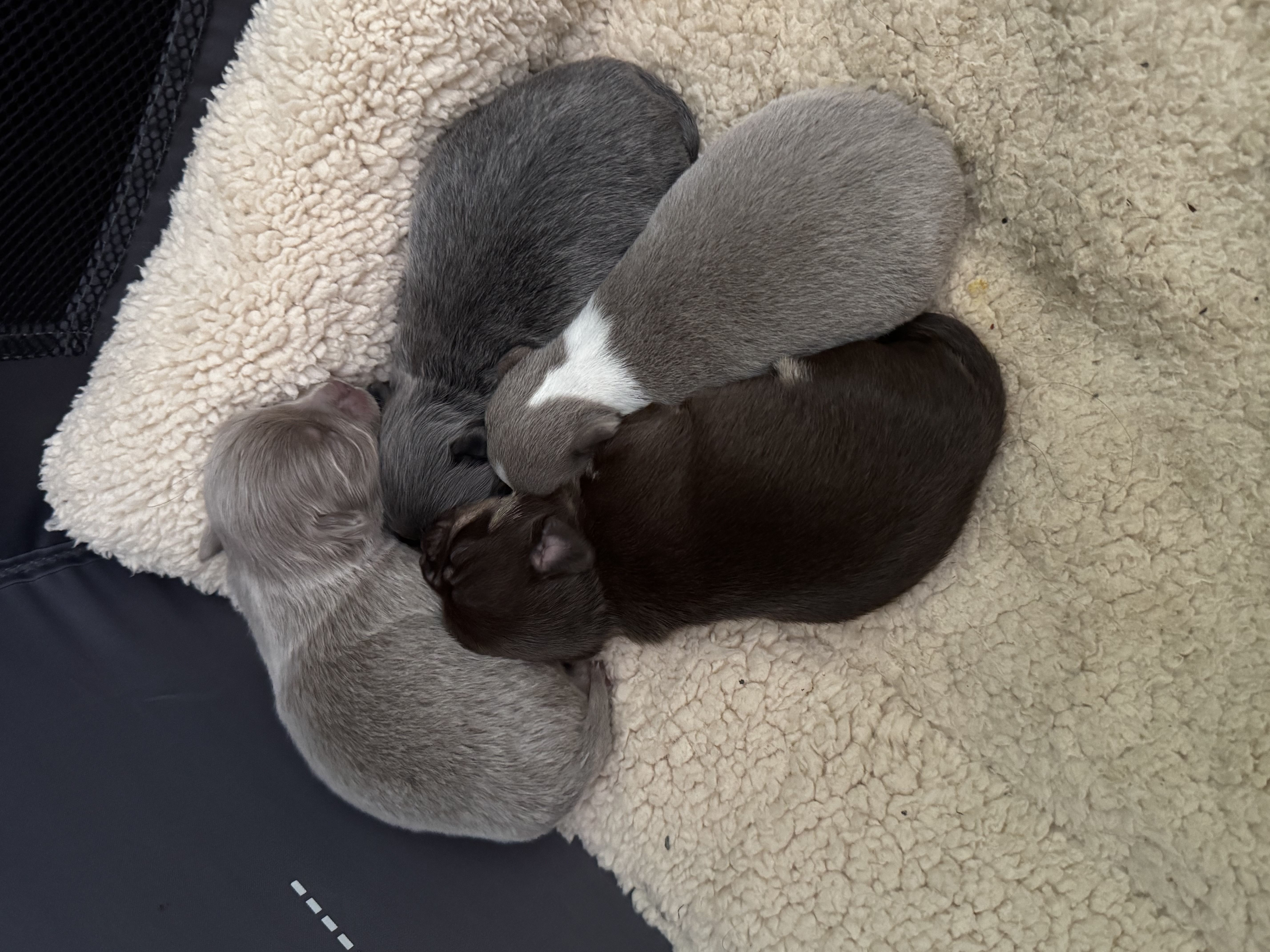 image-11