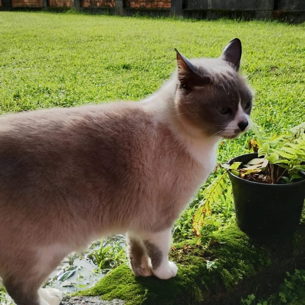 Gatarina