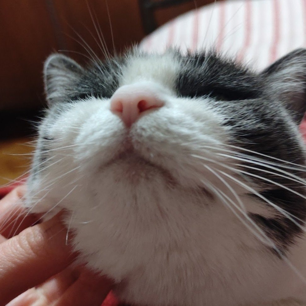 Micia