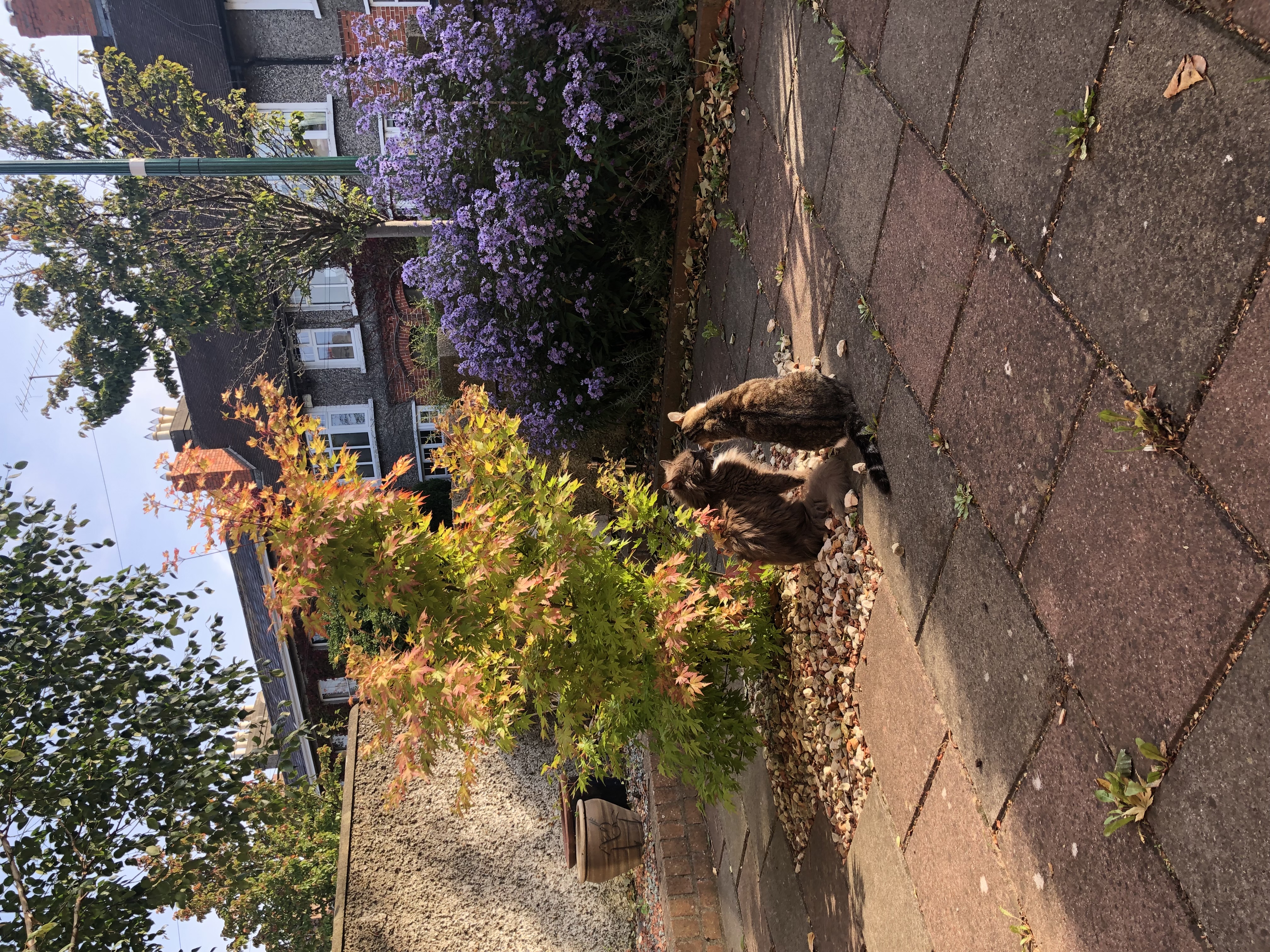 image-5